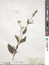 Ruellia tuberosa image