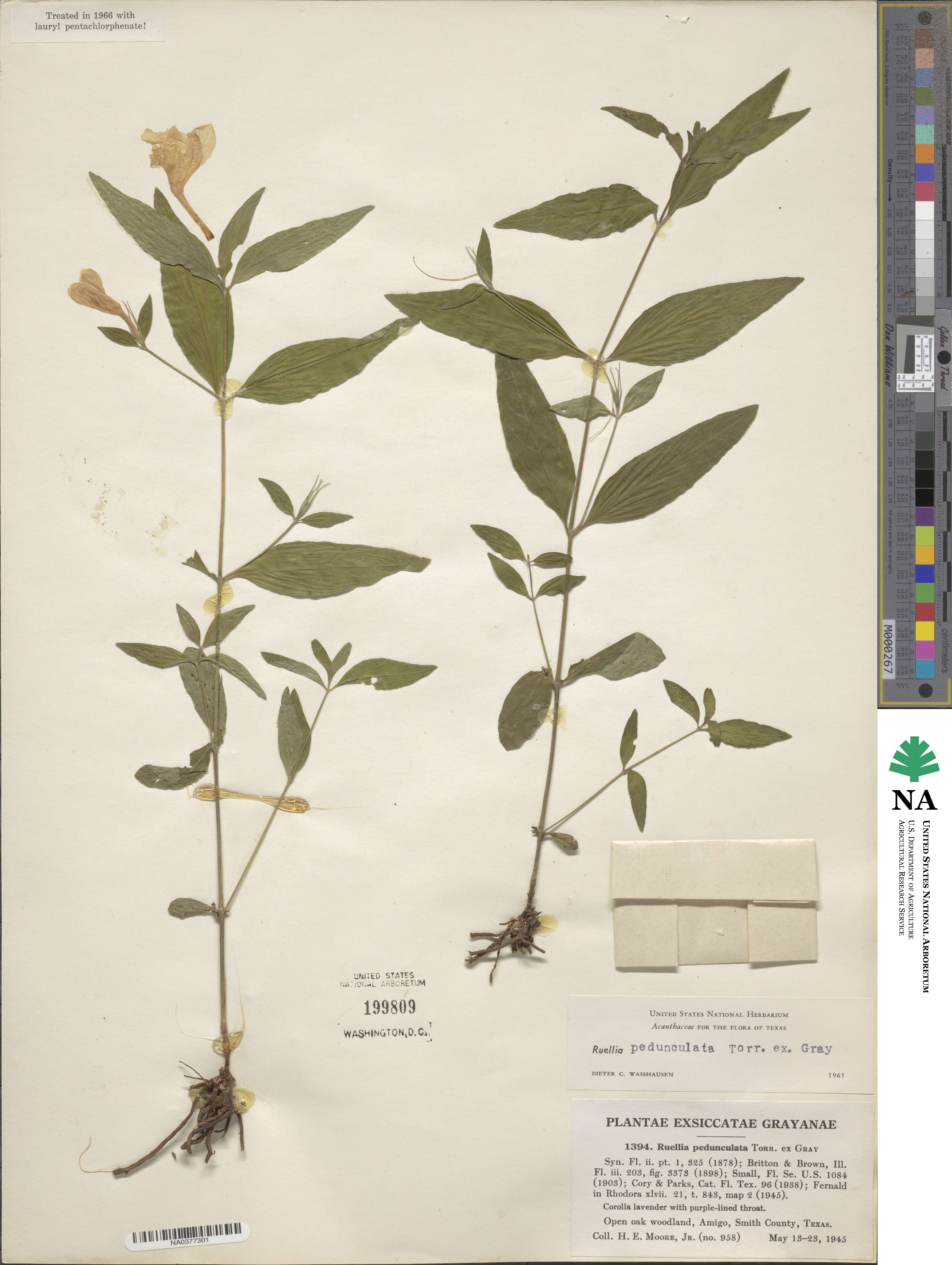Ruellia pedunculata image