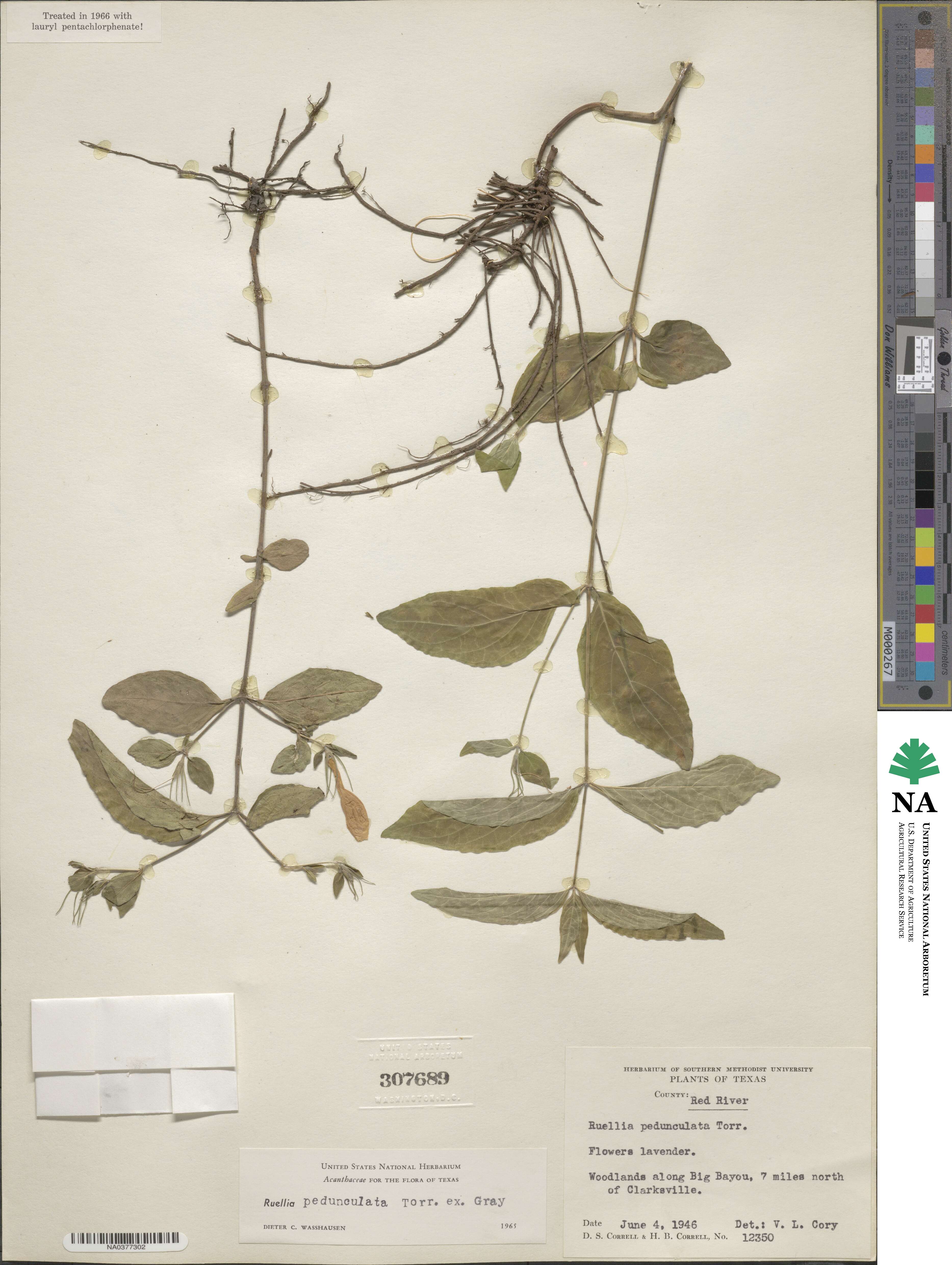 Ruellia pedunculata image