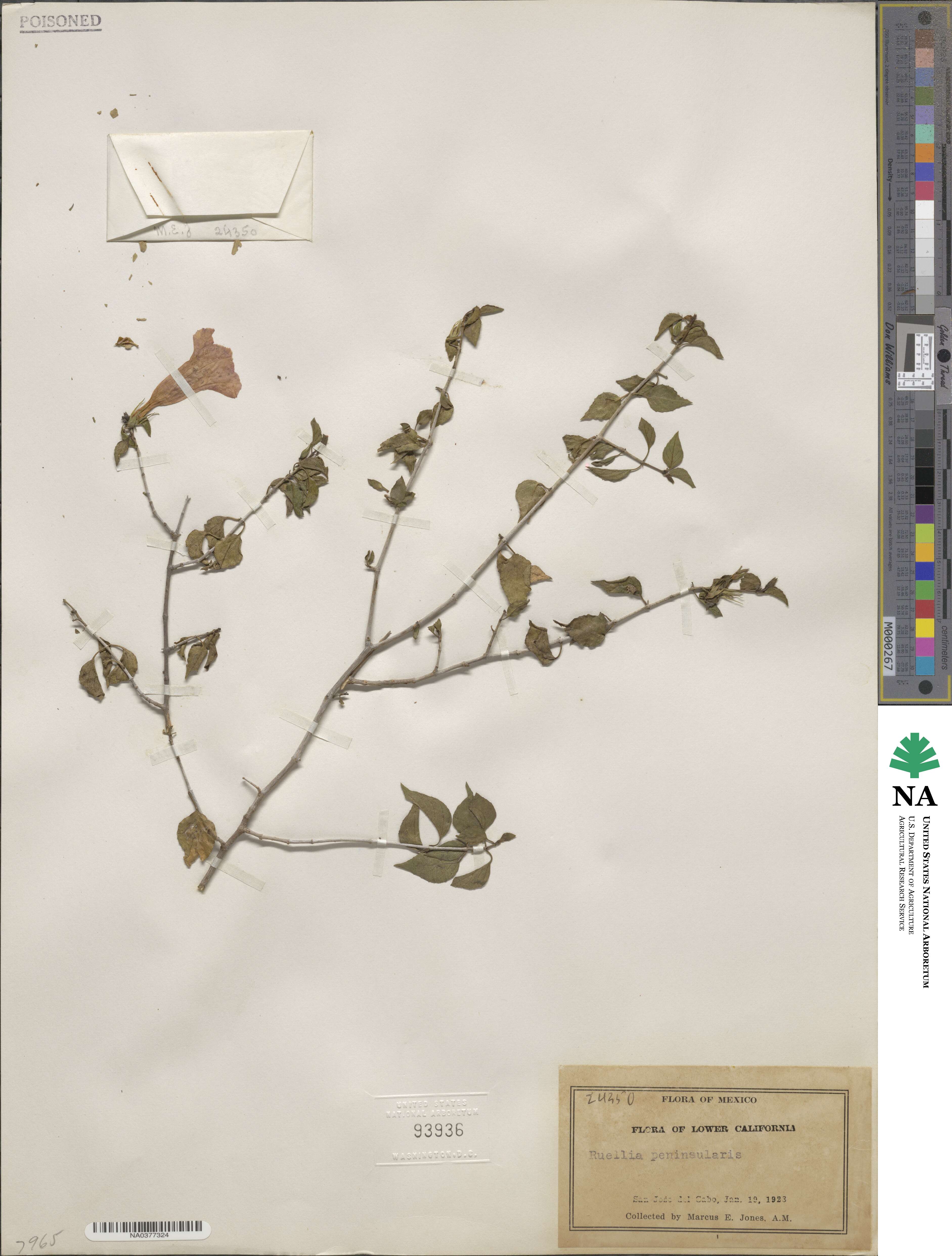Ruellia californica image