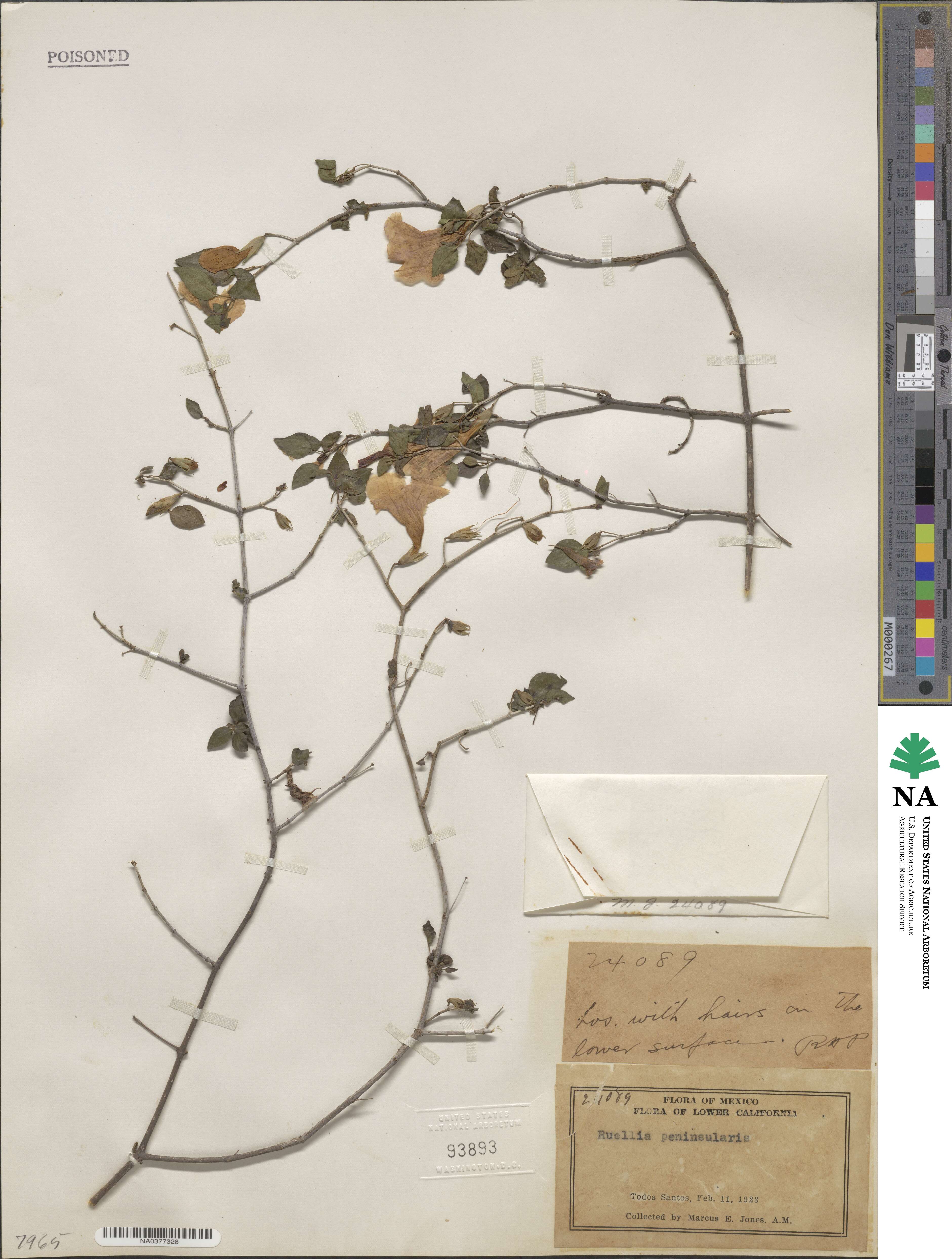 Ruellia californica image