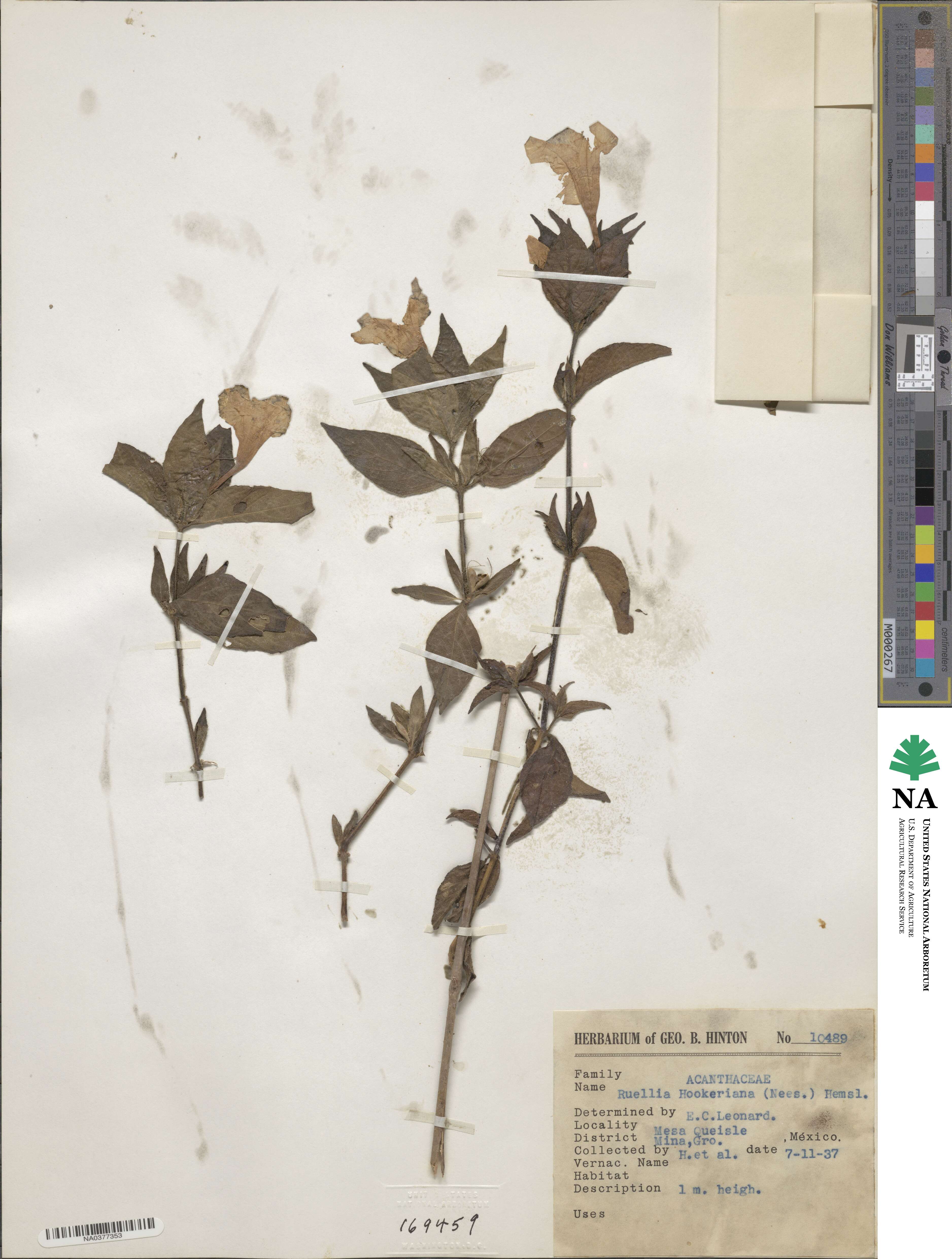 Ruellia hookeriana image