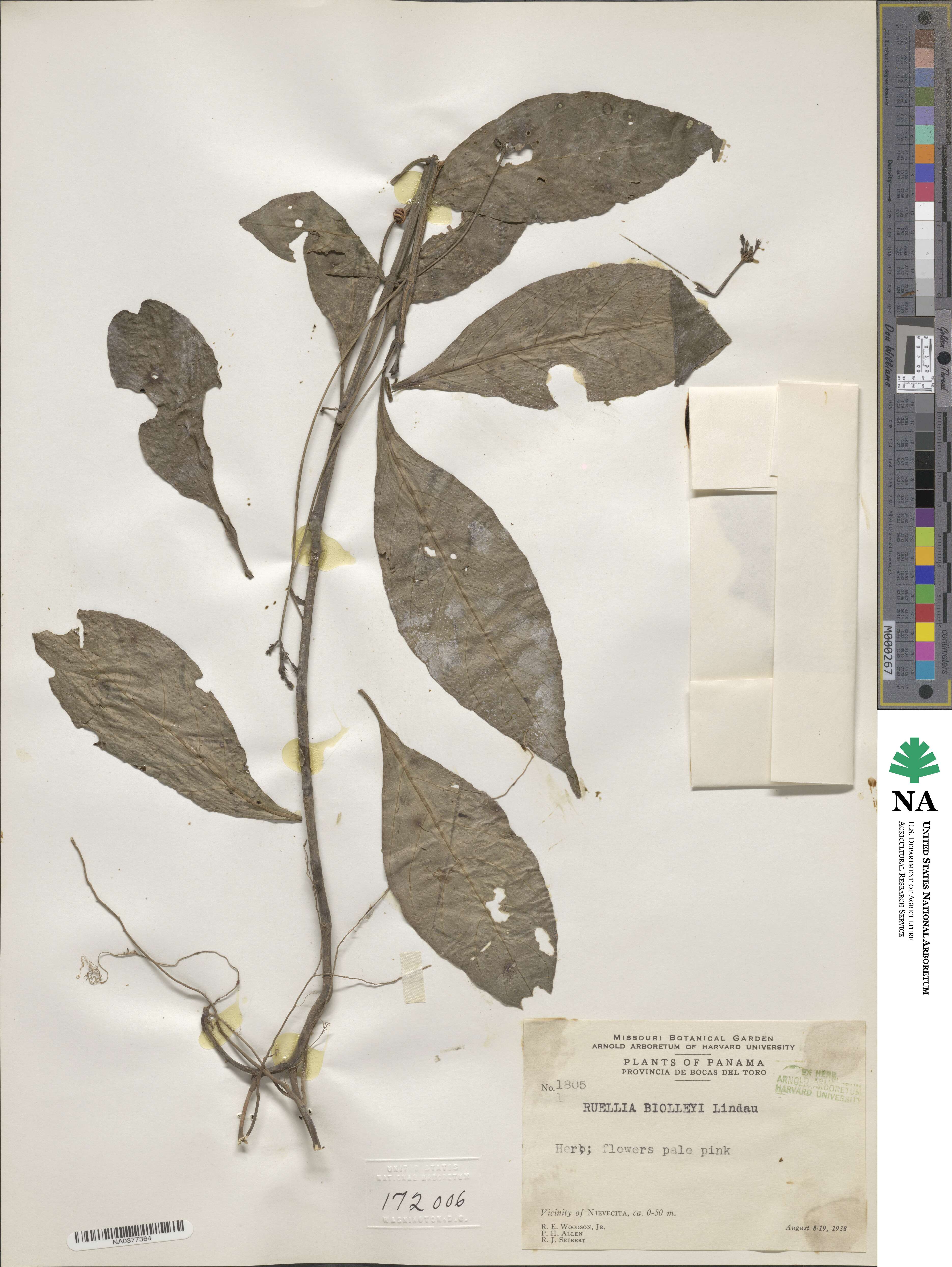 Ruellia biolleyi image
