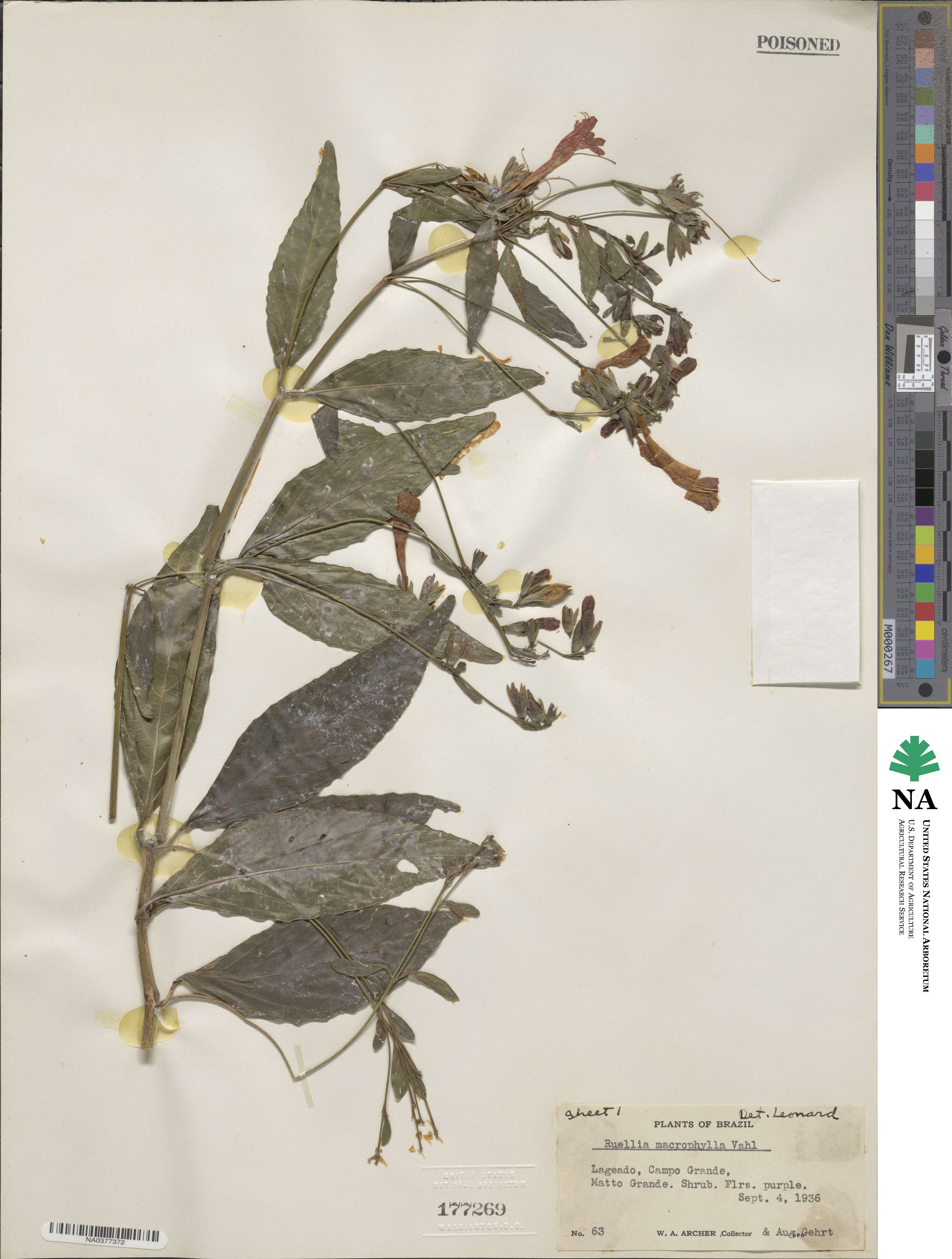 Ruellia macrophylla image