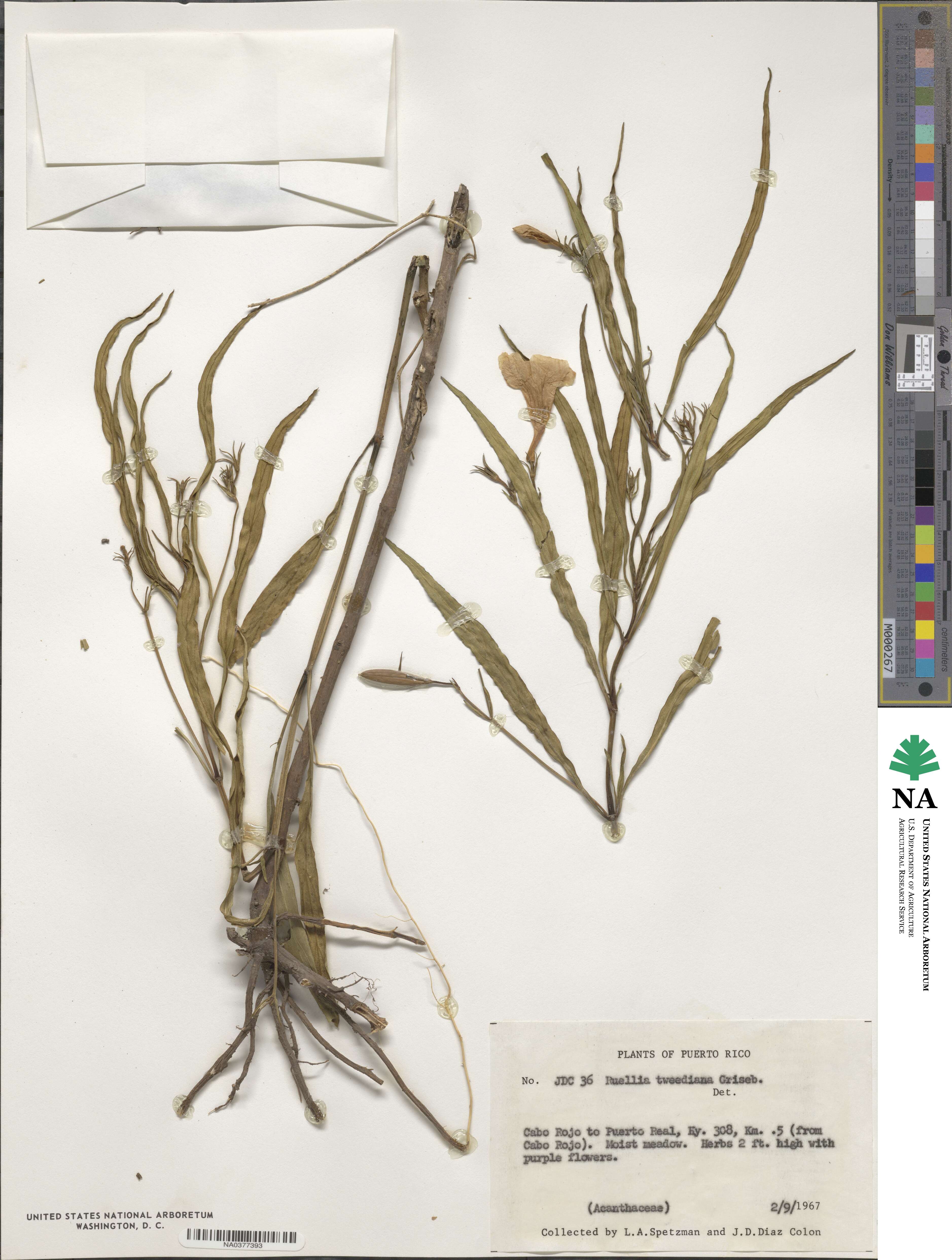 Ruellia tweediana image