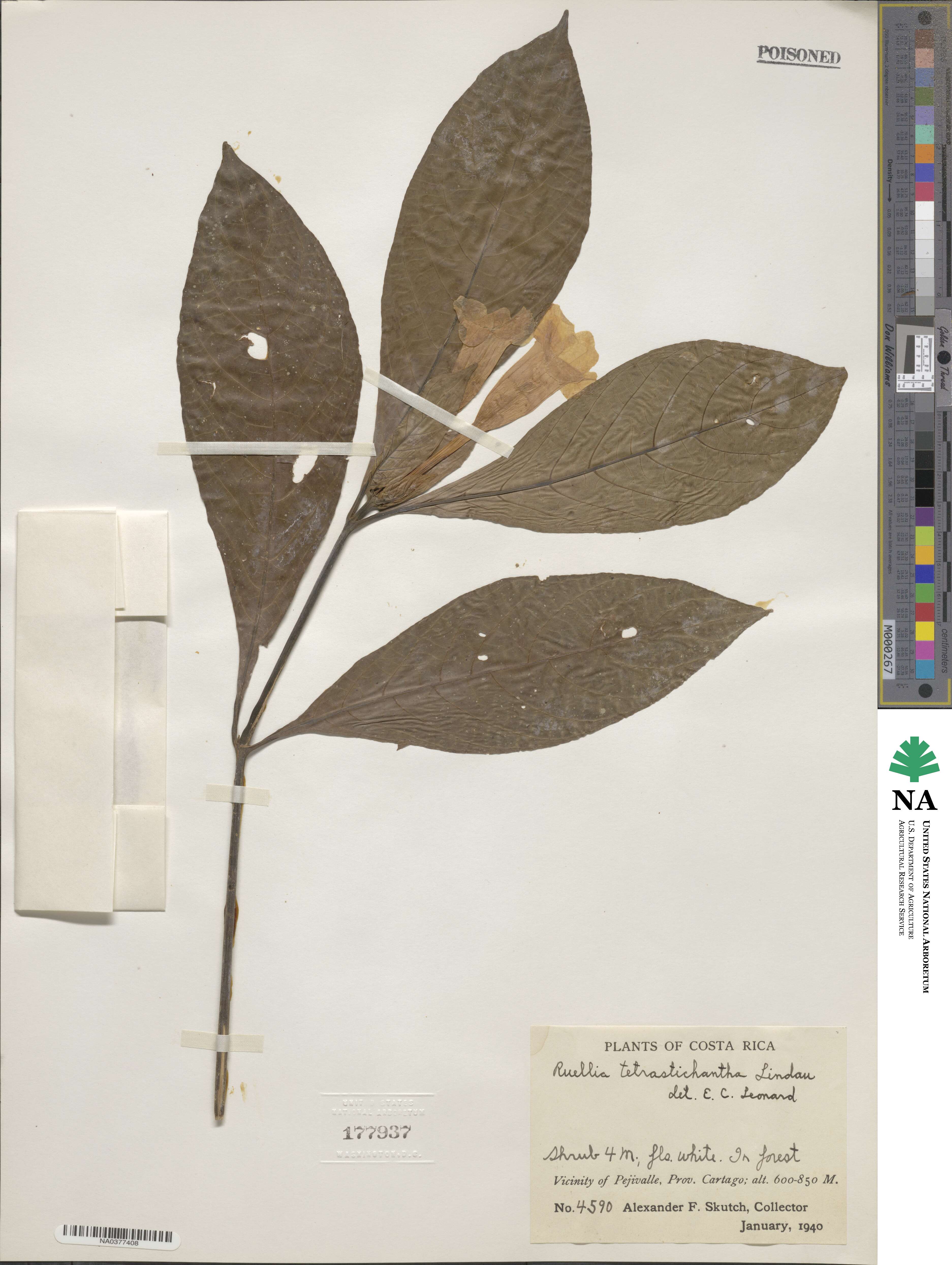 Ruellia tubiflora var. tetrastichantha image