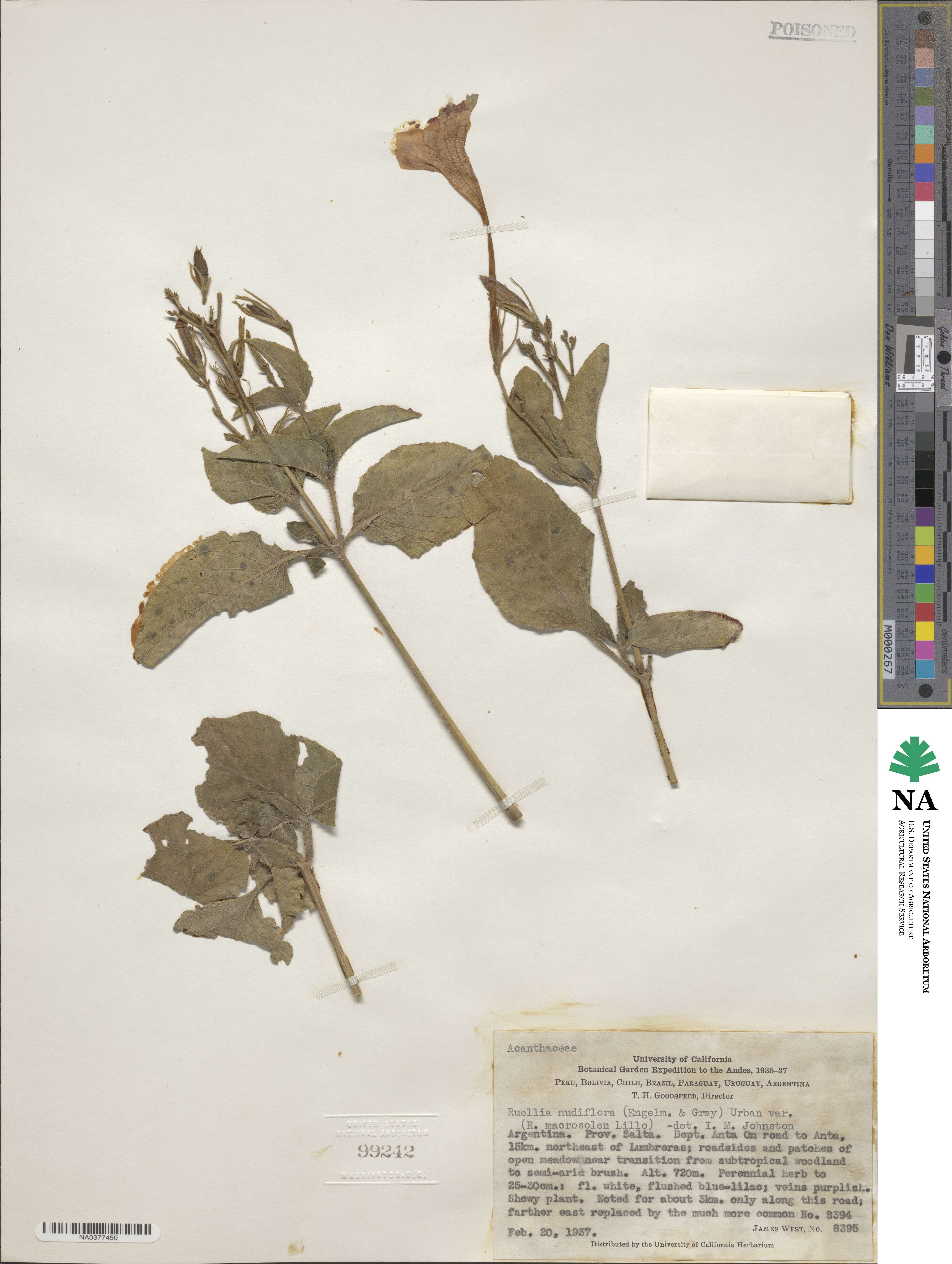 Ruellia nudiflora image
