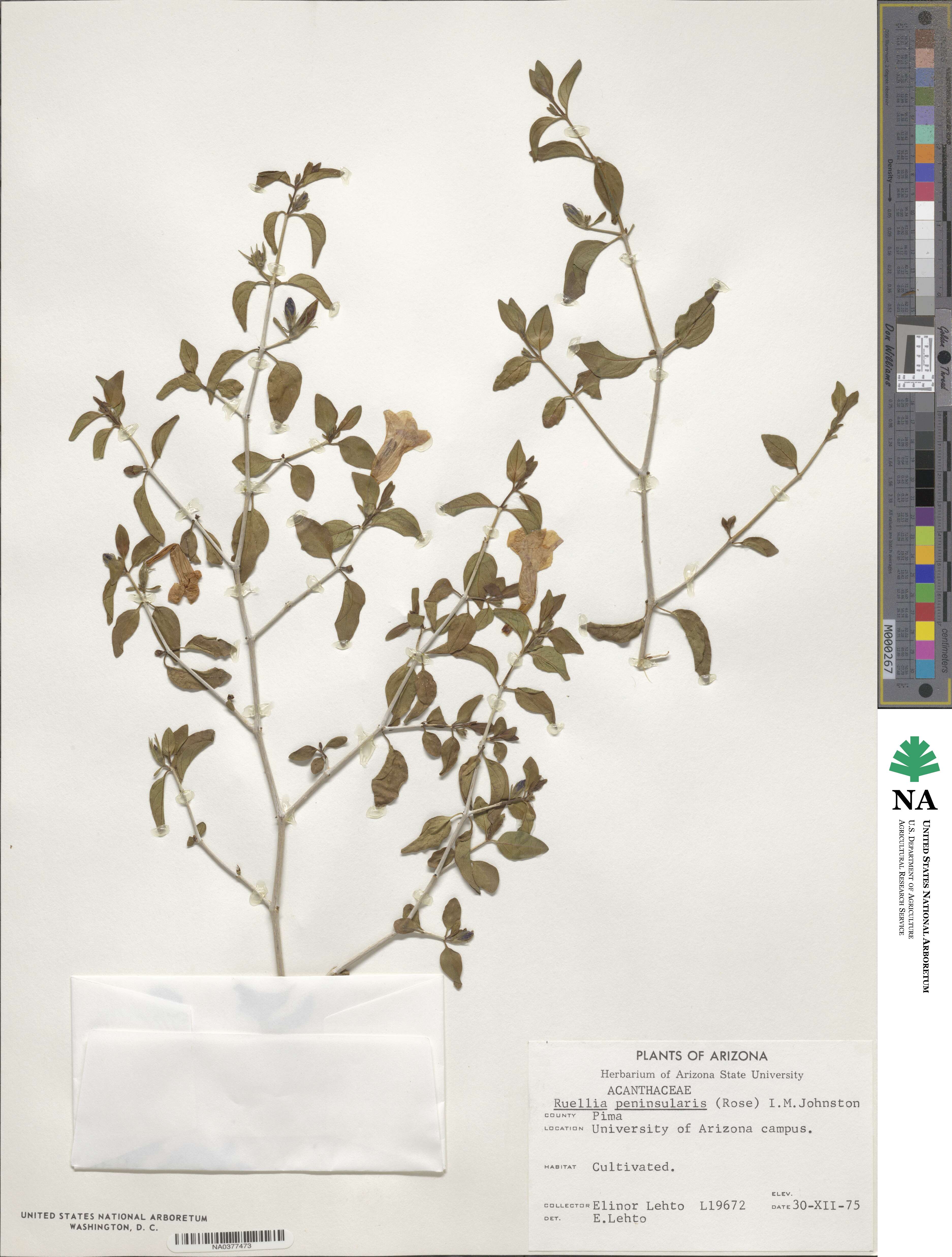 Ruellia californica image