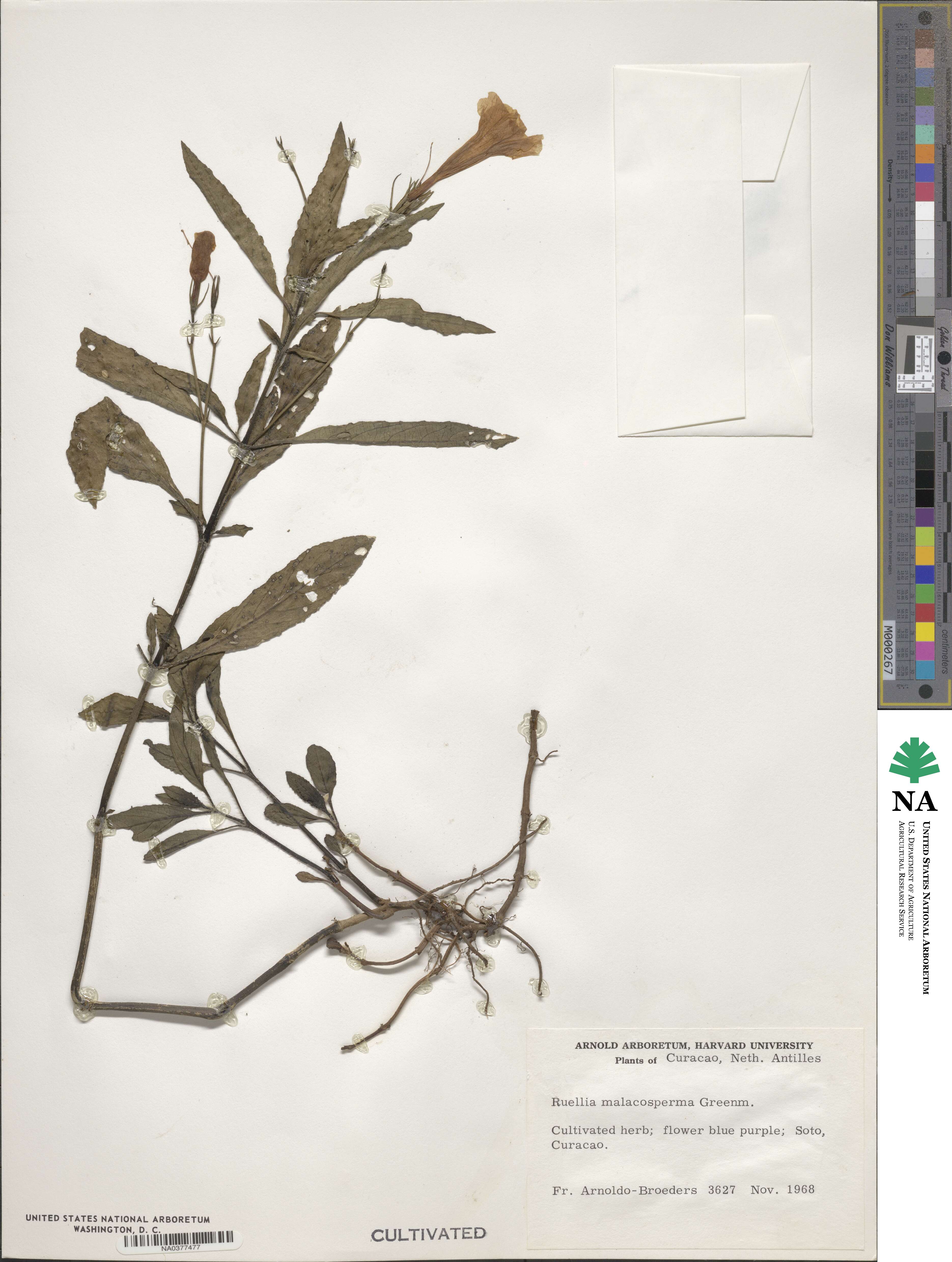 Ruellia malacosperma image