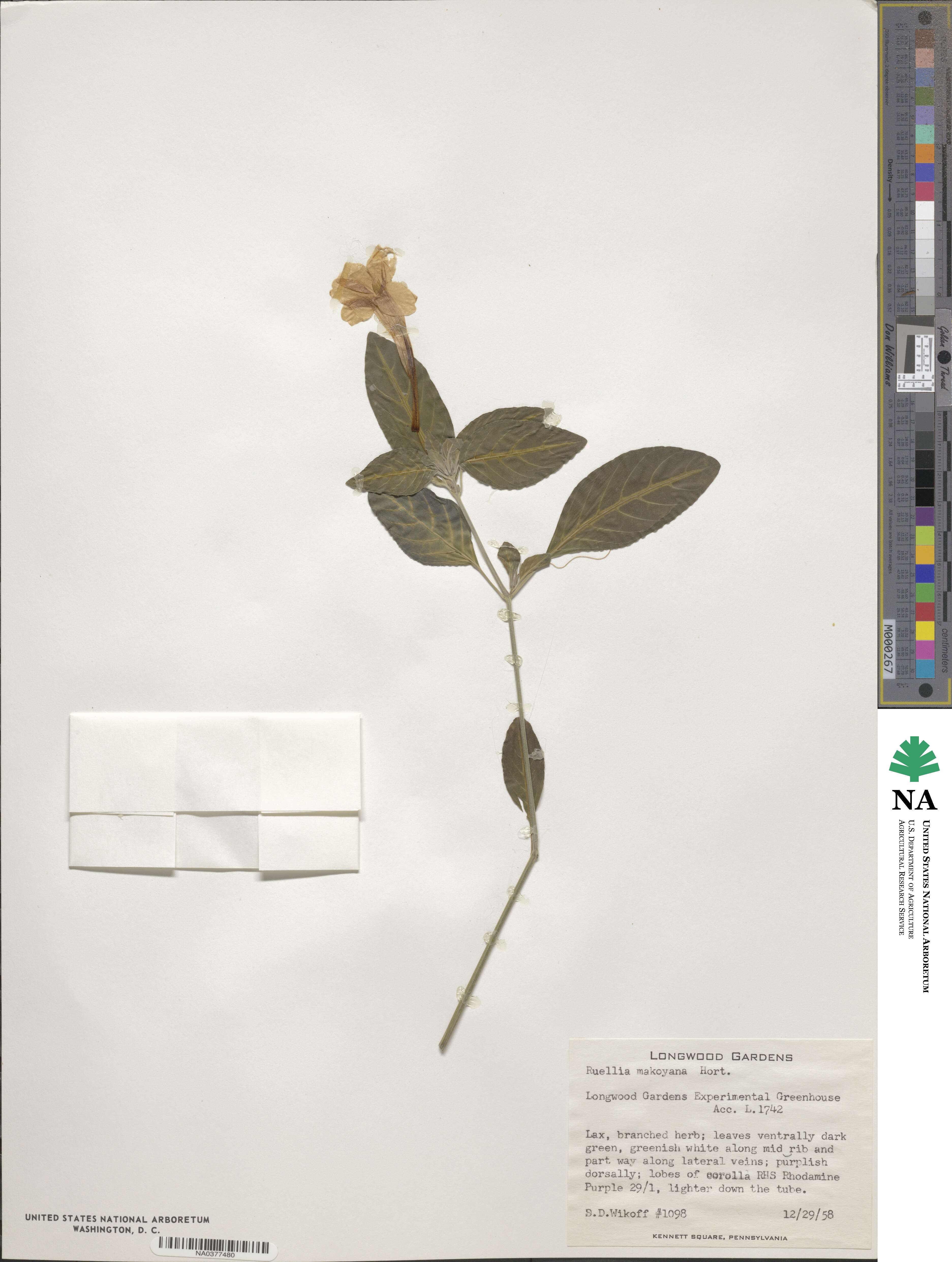 Ruellia makoyana image