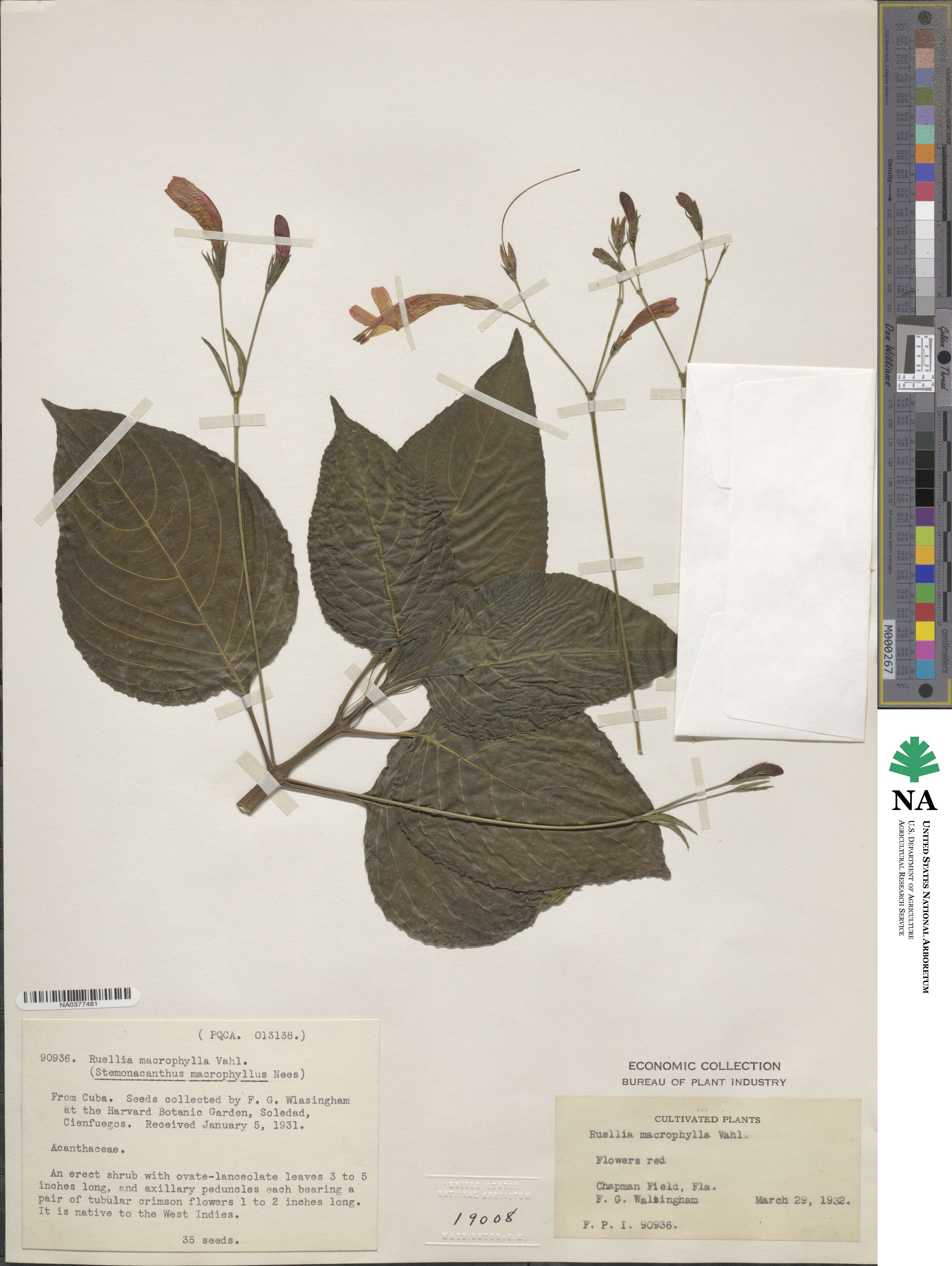 Ruellia image