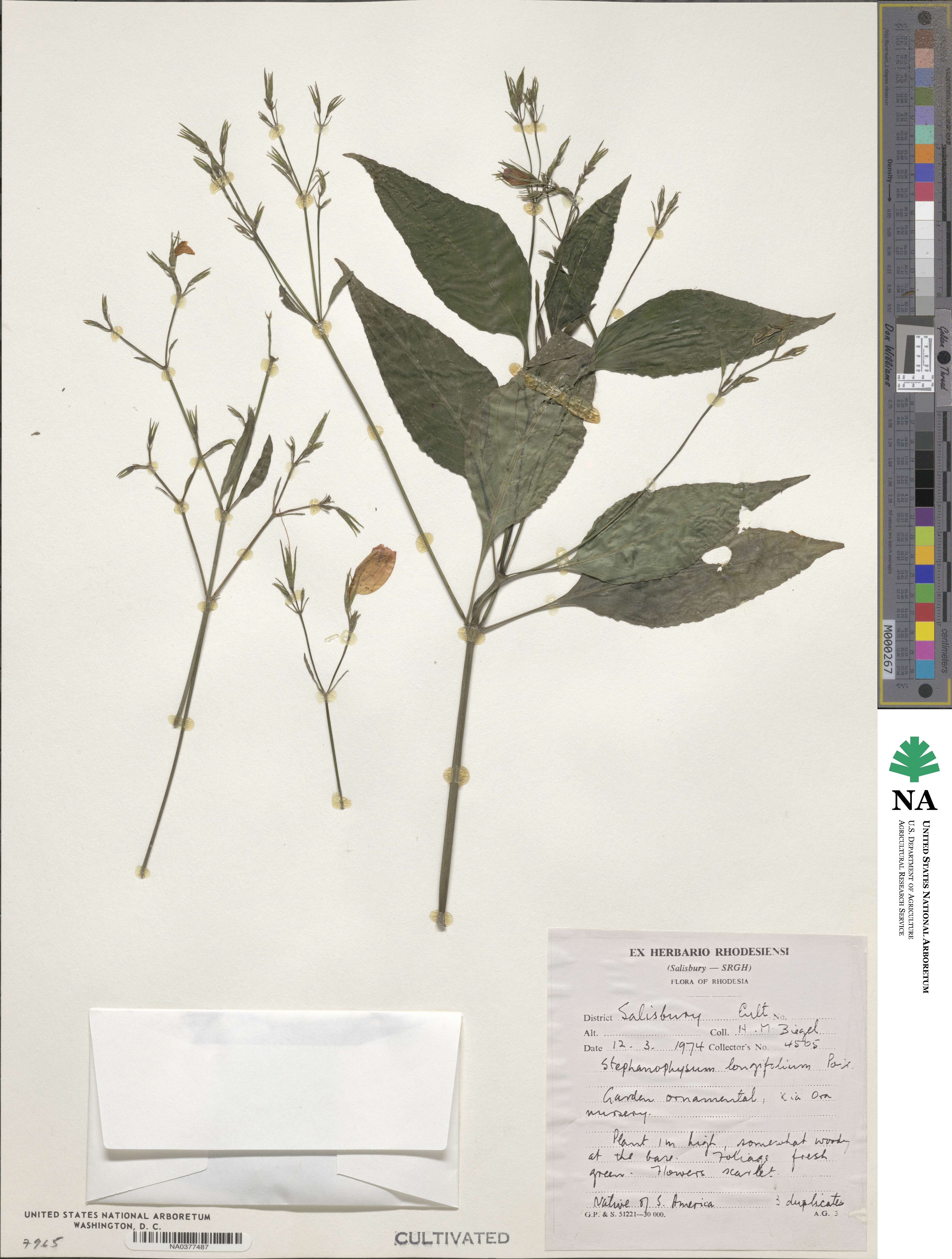 Ruellia longifolia image