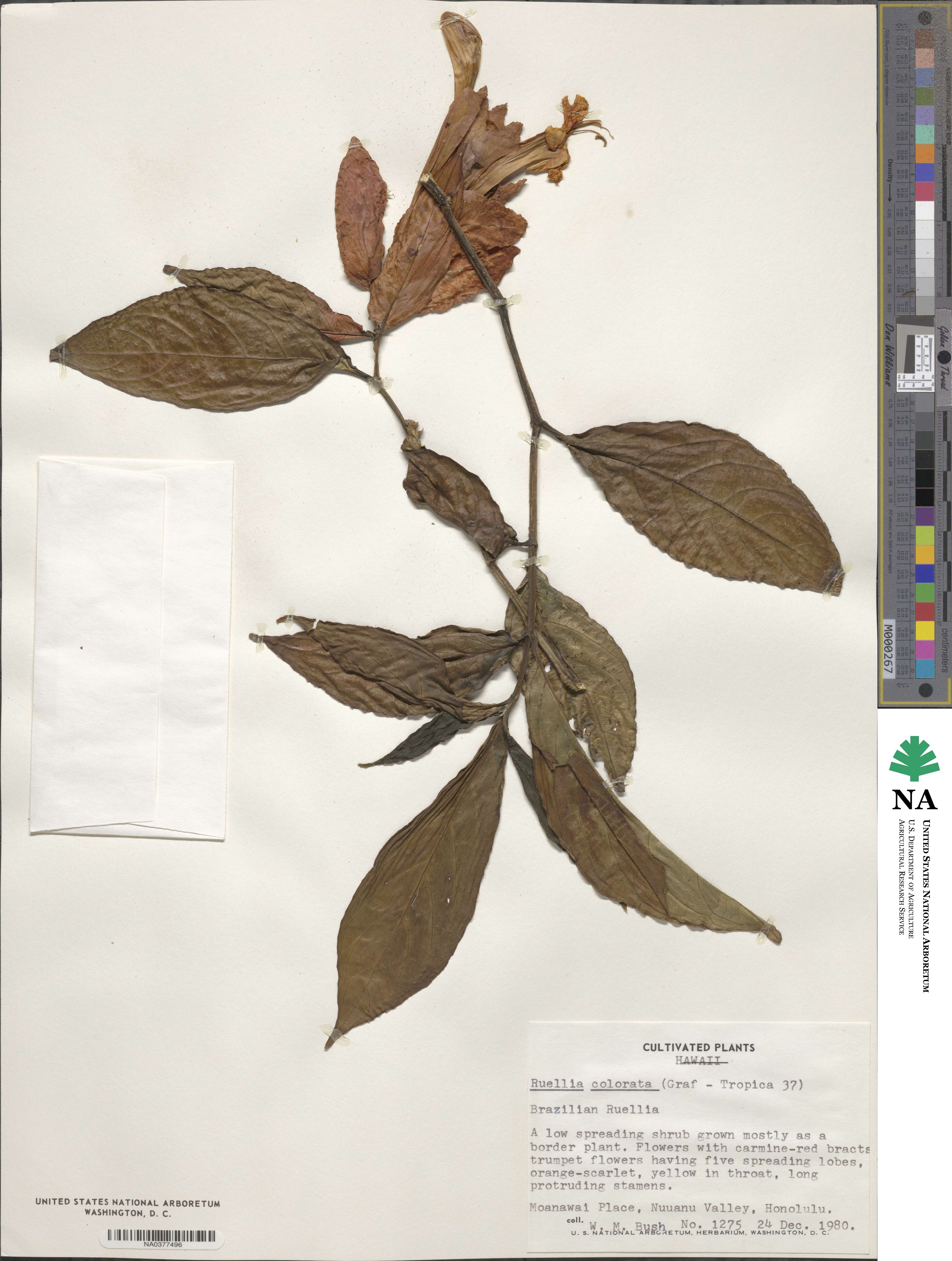 Ruellia colorata image