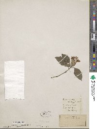 Eranthemum pulchellum image
