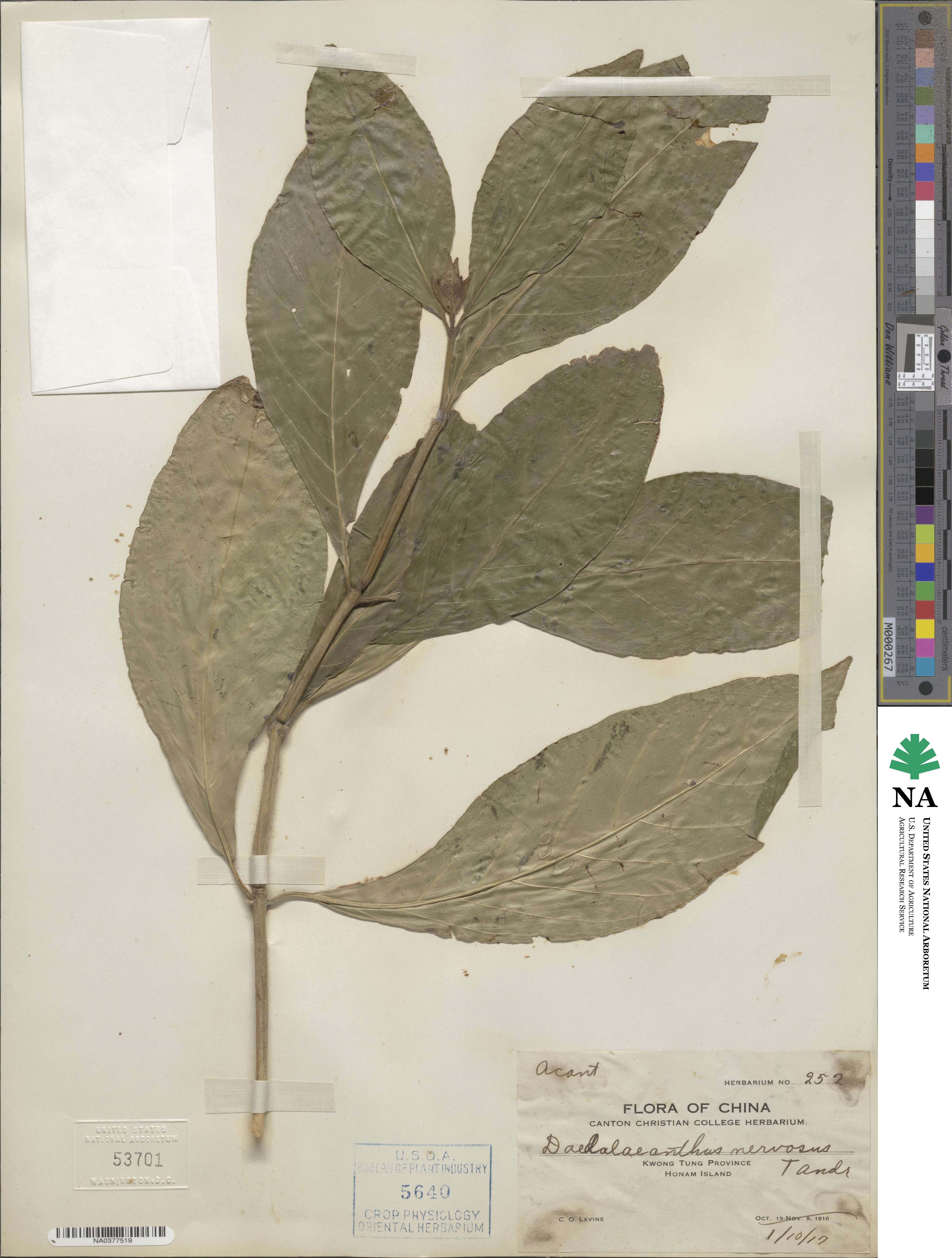 Eranthemum pulchellum image