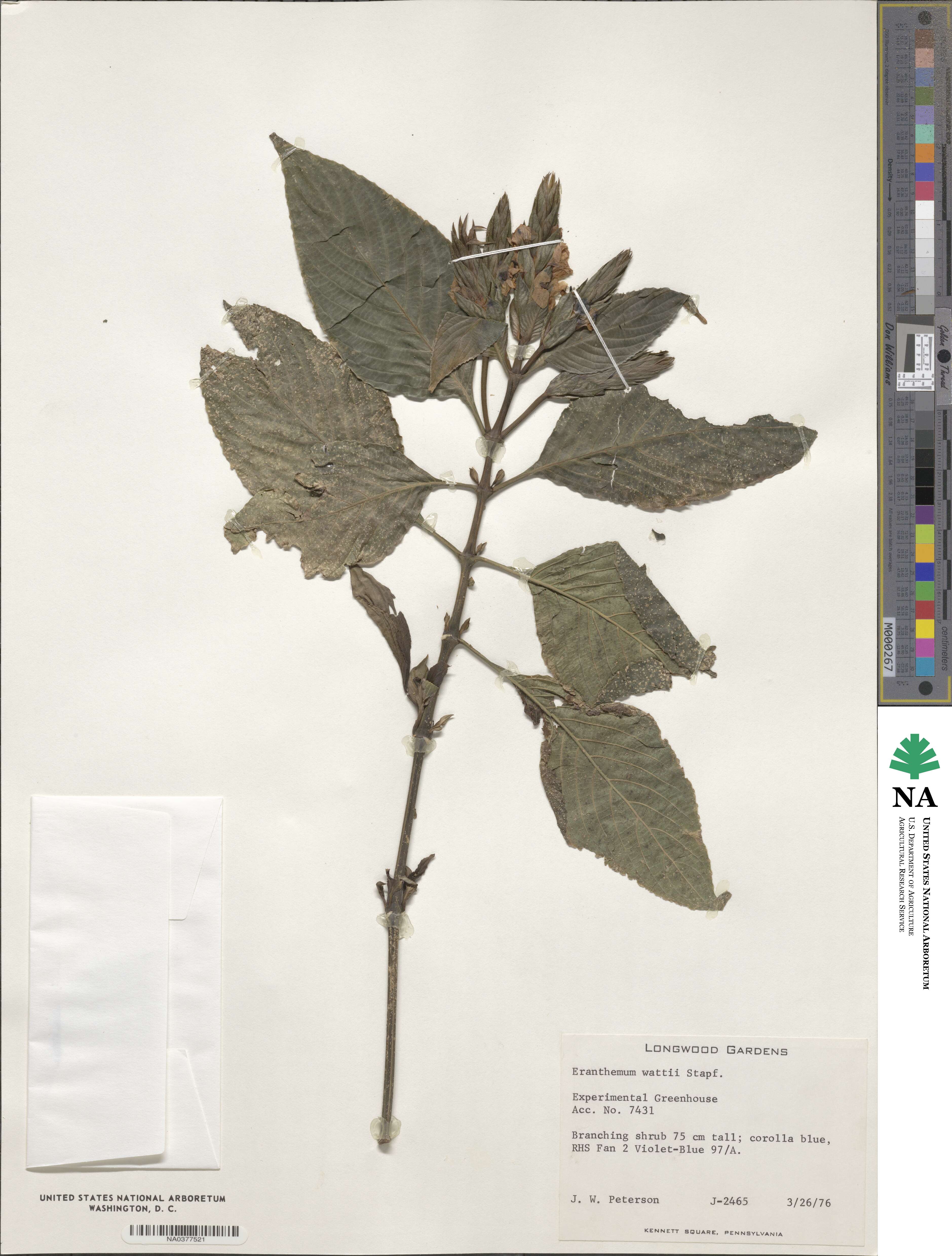 Eranthemum wattii image