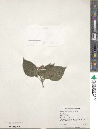 Eranthemum pulchellum image