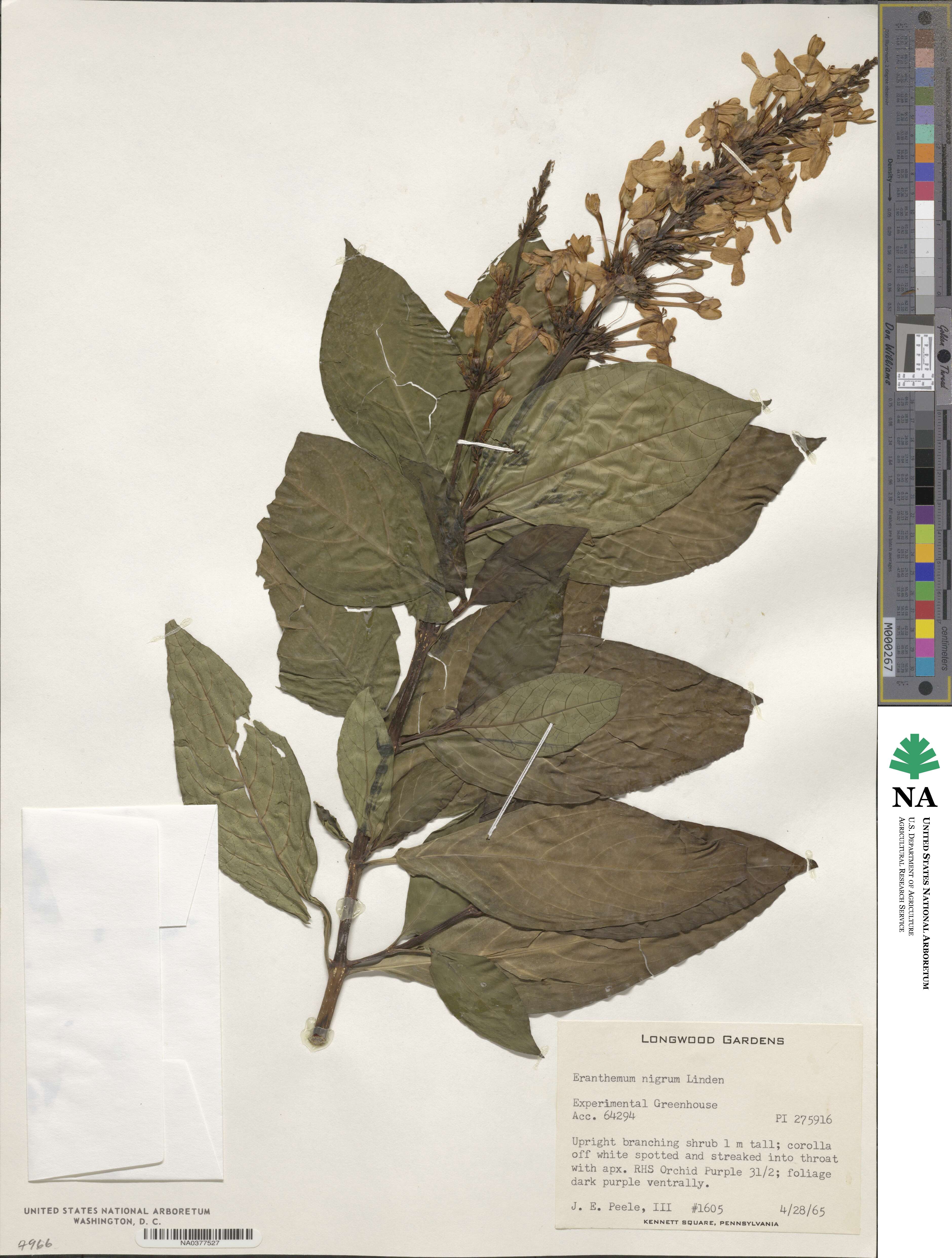 Pseuderanthemum carruthersii image