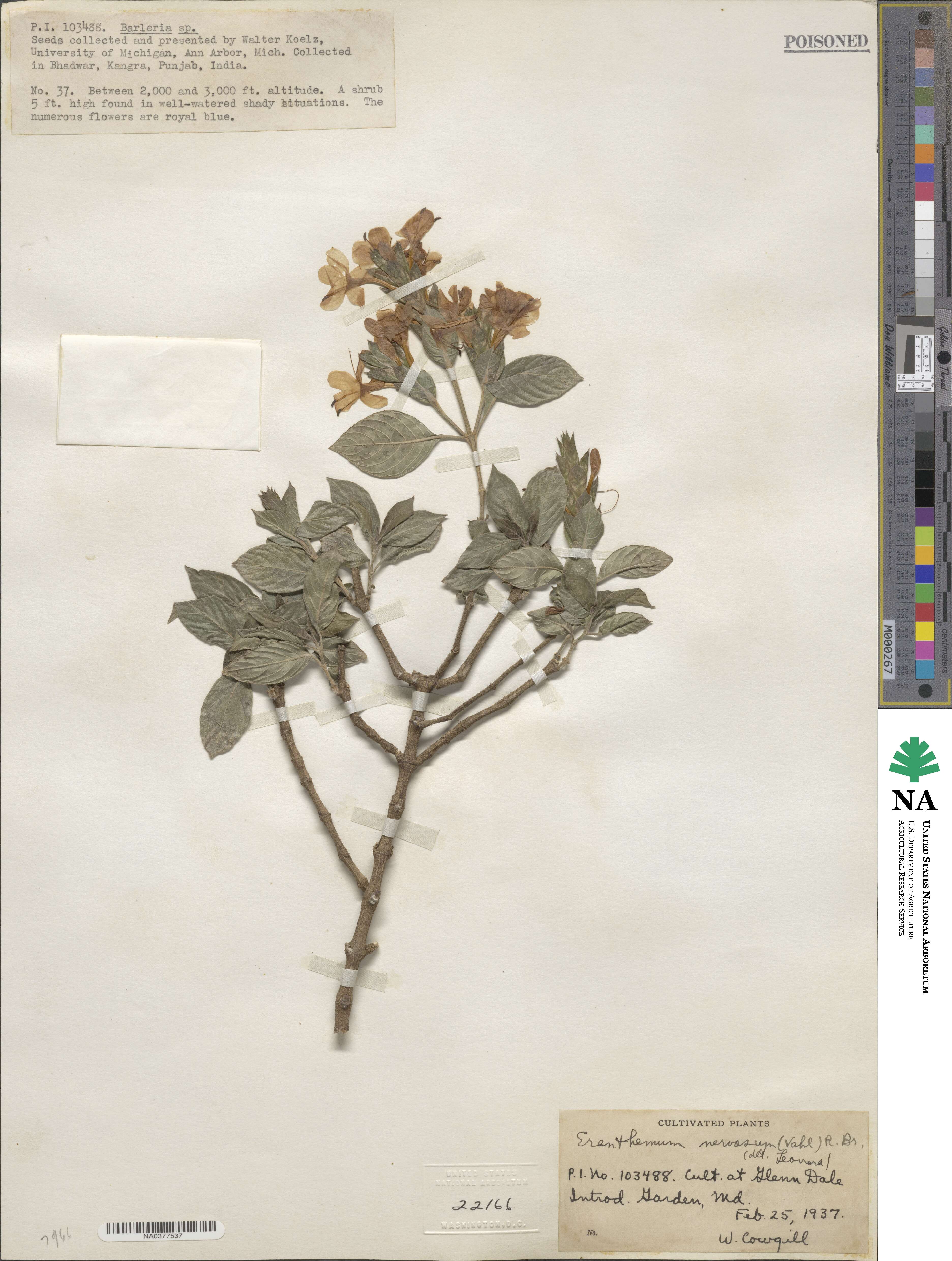 Eranthemum purpurascens image
