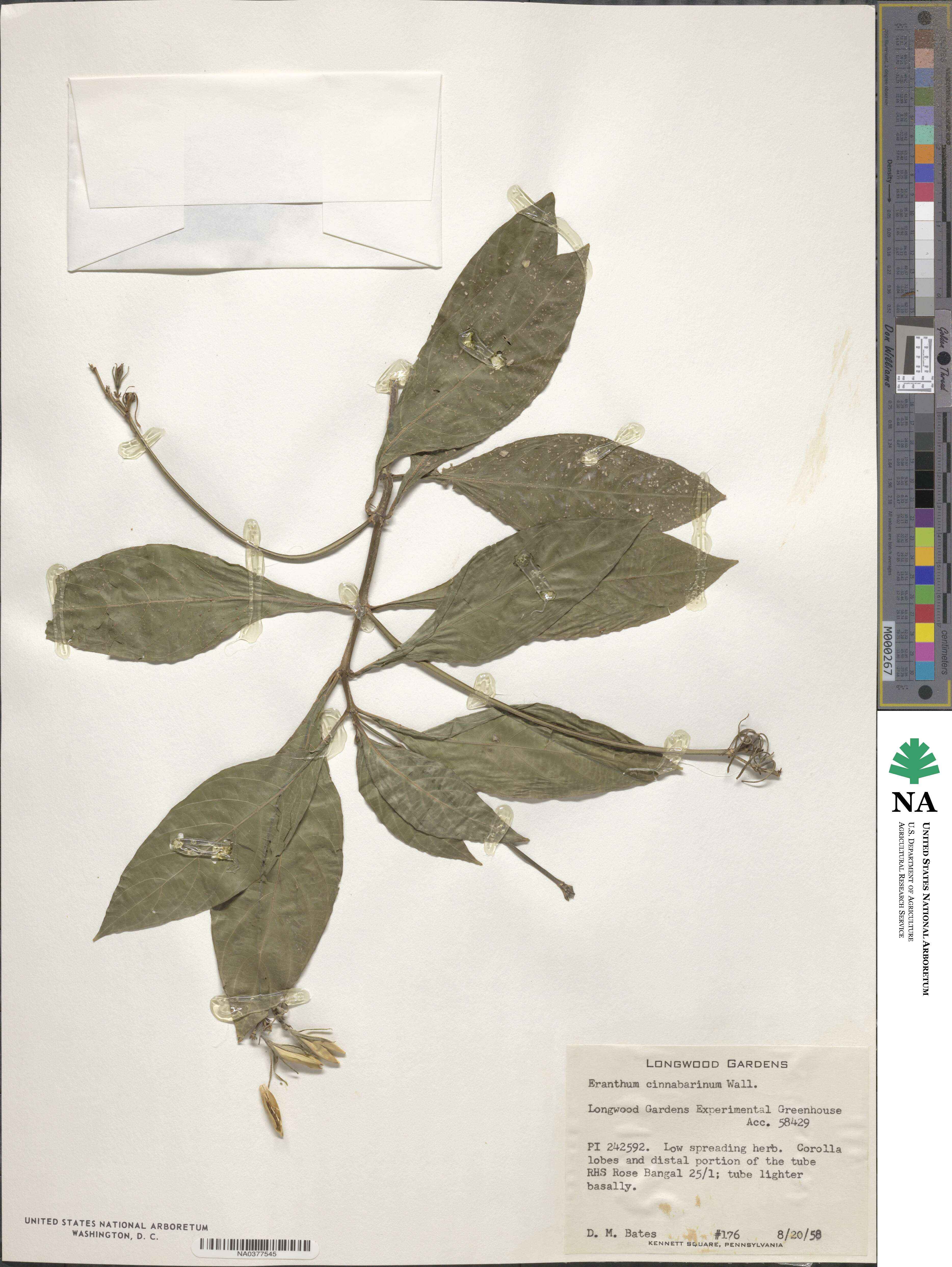 Eranthemum cinnabarinum image