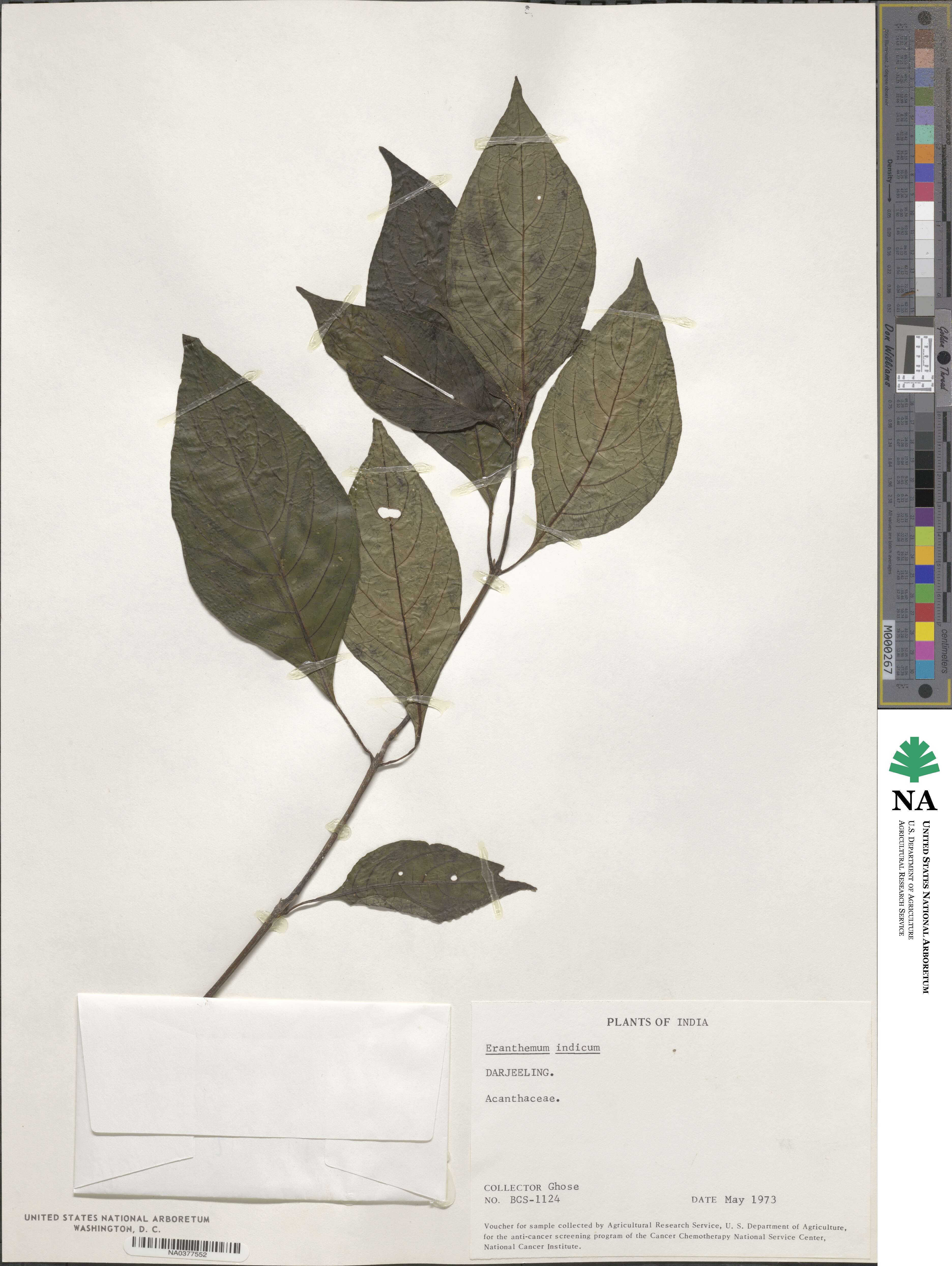 Mackaya indica image