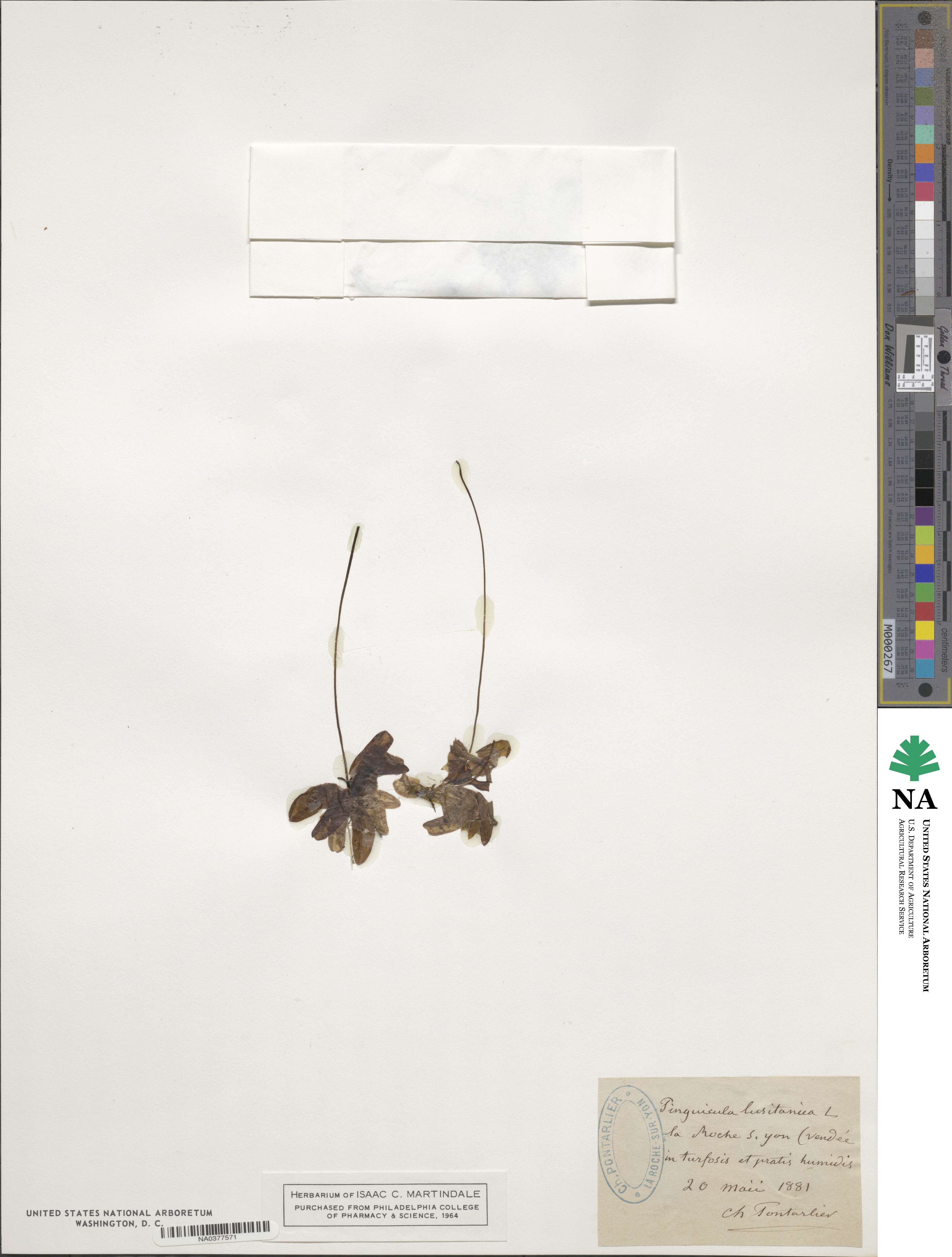 Pinguicula lusitanica image