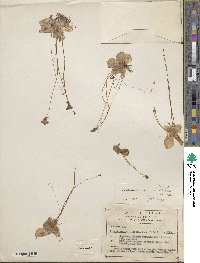 Image of Pinguicula lilacina