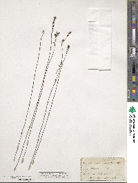 Utricularia juncea image