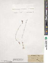 Utricularia juncea image