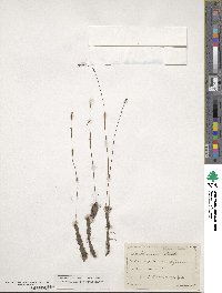 Utricularia juncea image