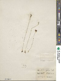 Utricularia juncea image