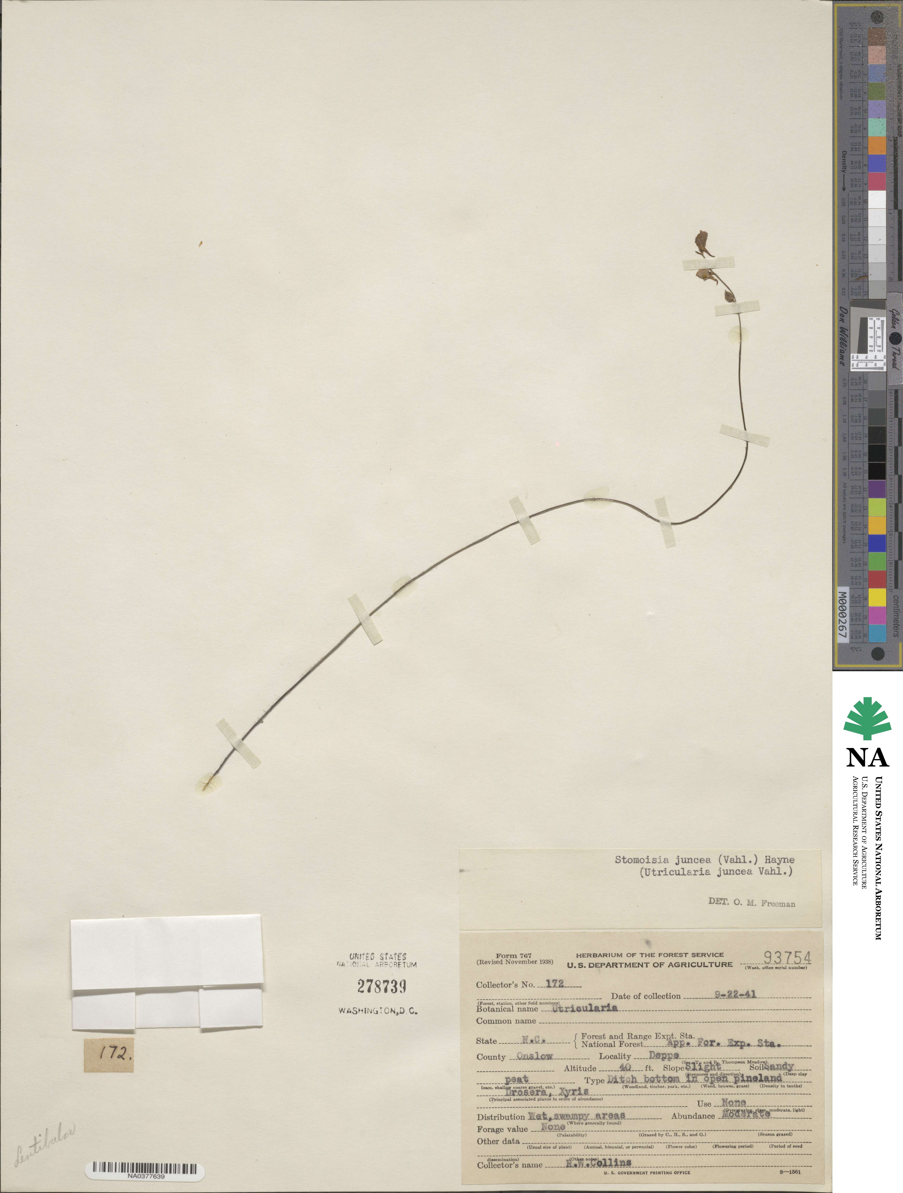Utricularia juncea image