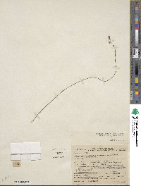 Utricularia juncea image