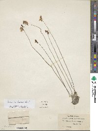 Utricularia juncea image