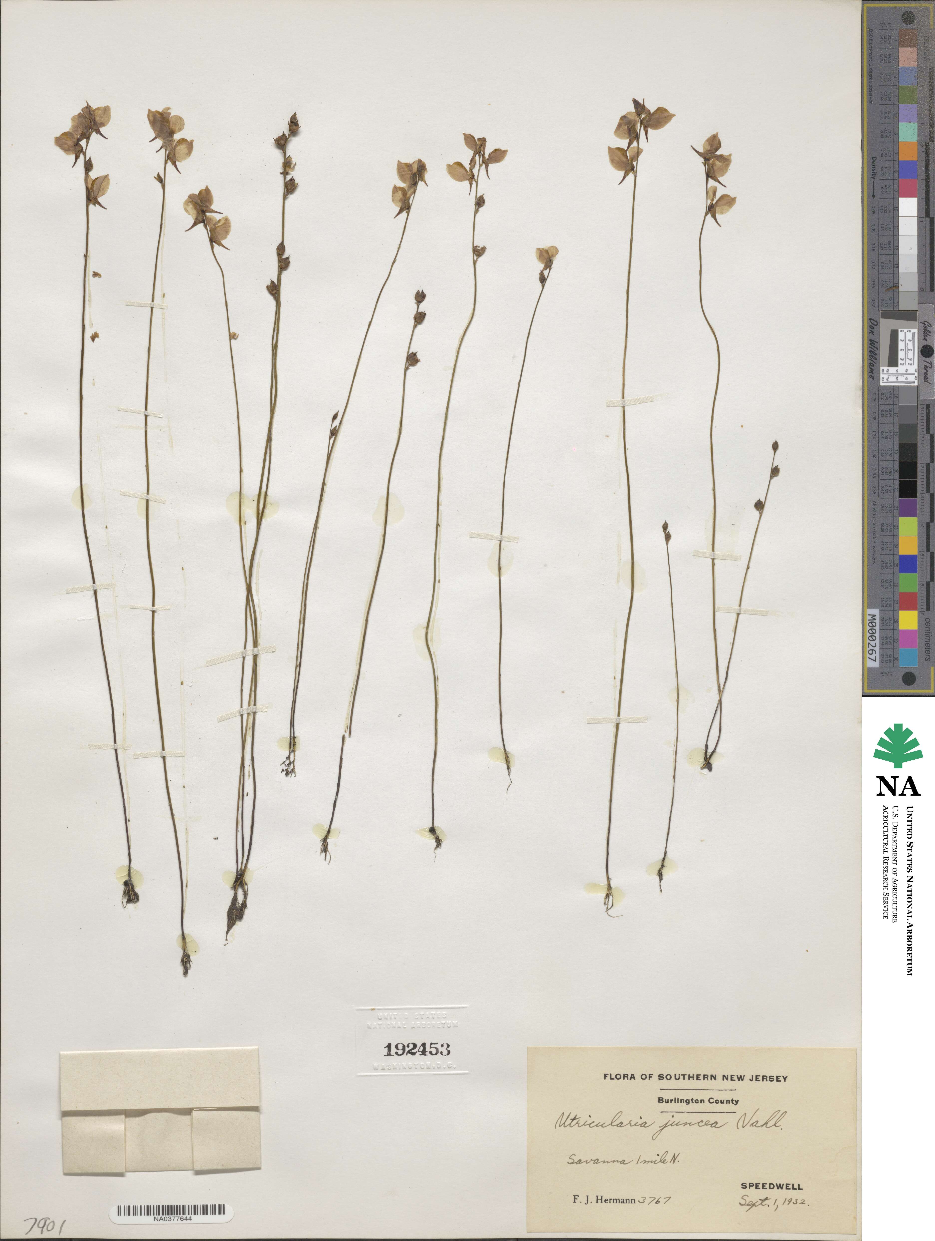 Utricularia juncea image