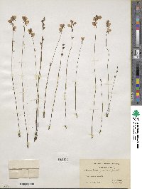 Utricularia juncea image