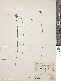 Utricularia juncea image