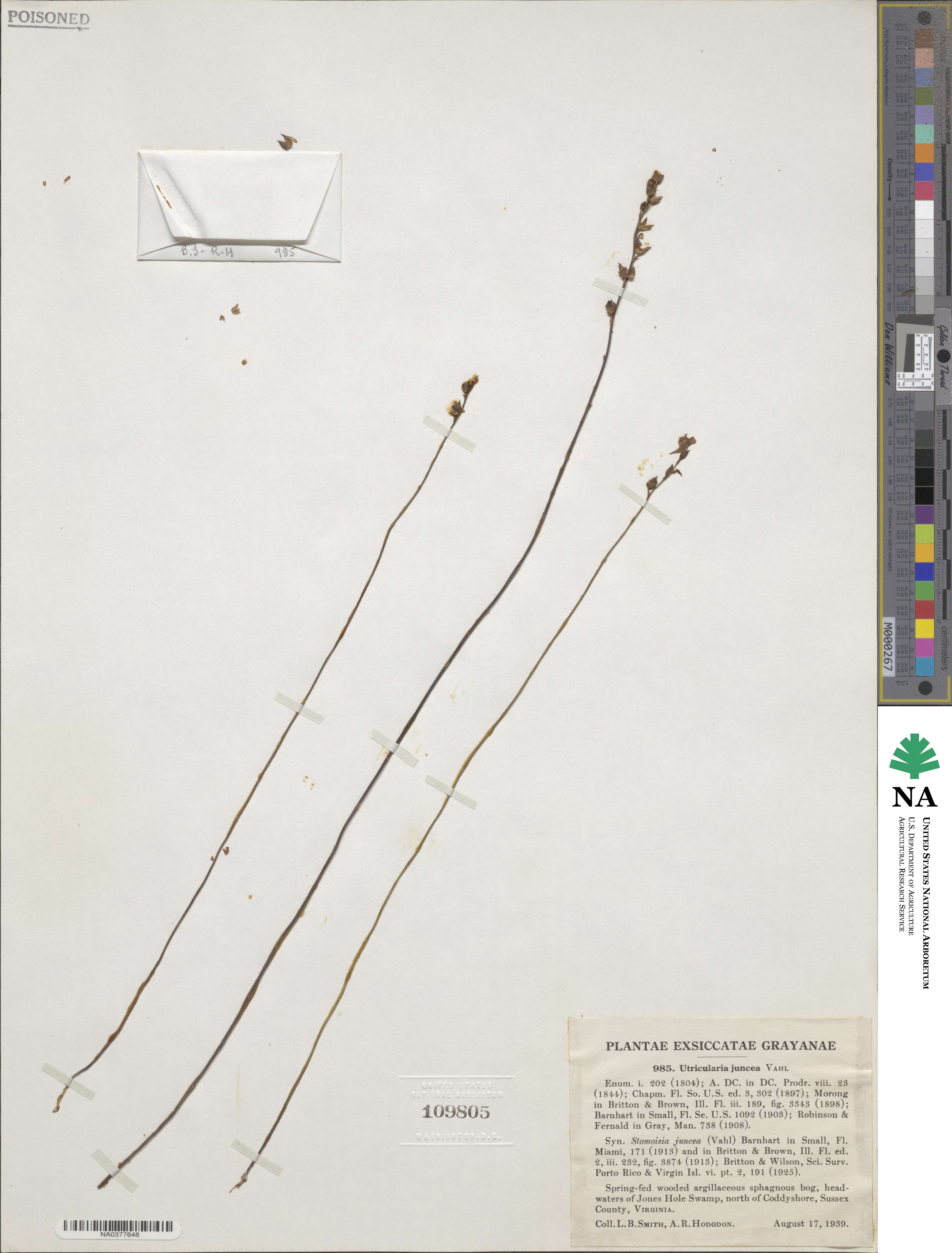 Utricularia juncea image