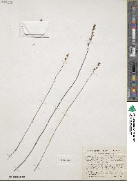 Utricularia juncea image