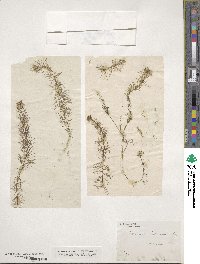 Utricularia intermedia image