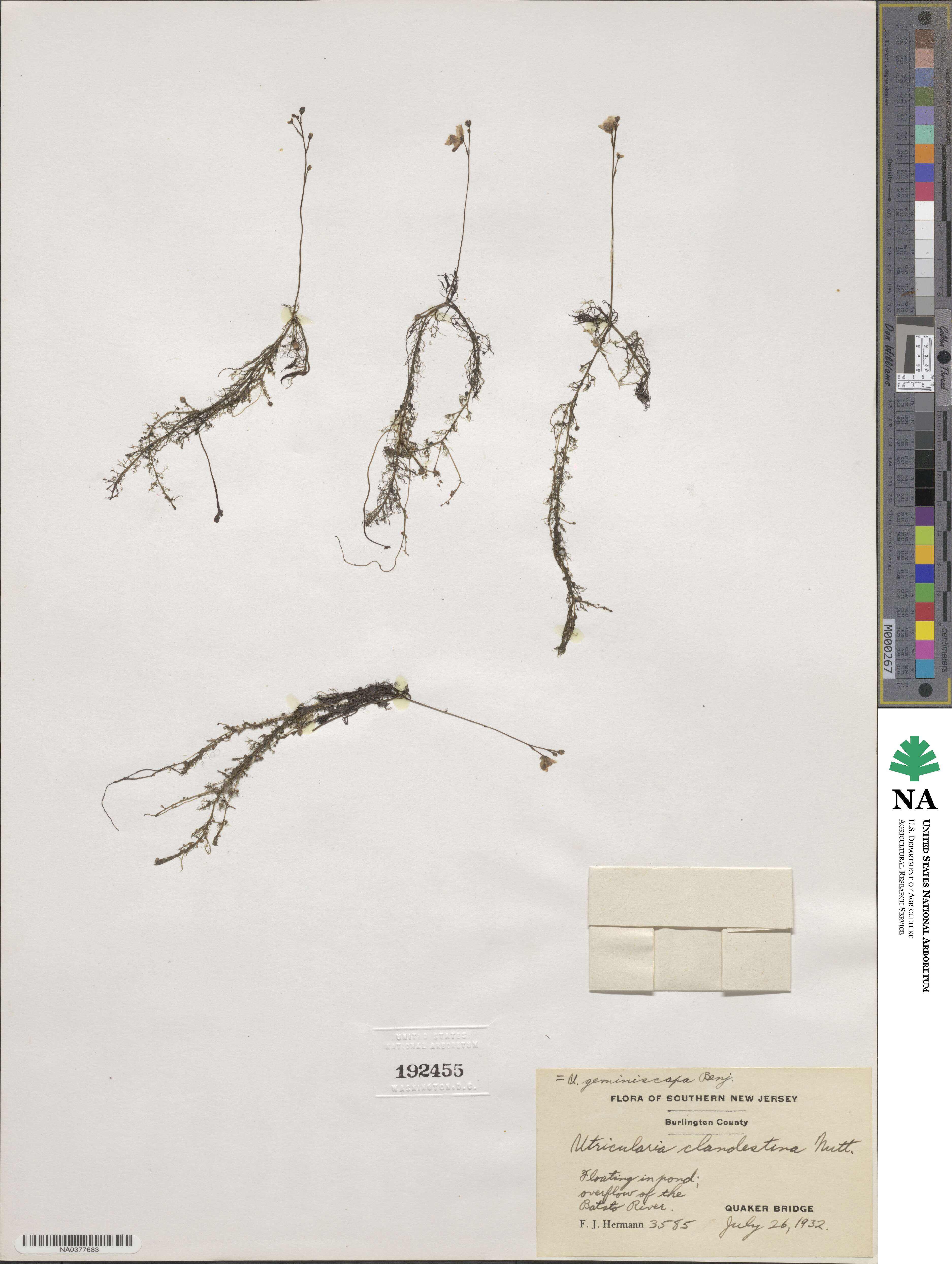 Utricularia geminiscapa image