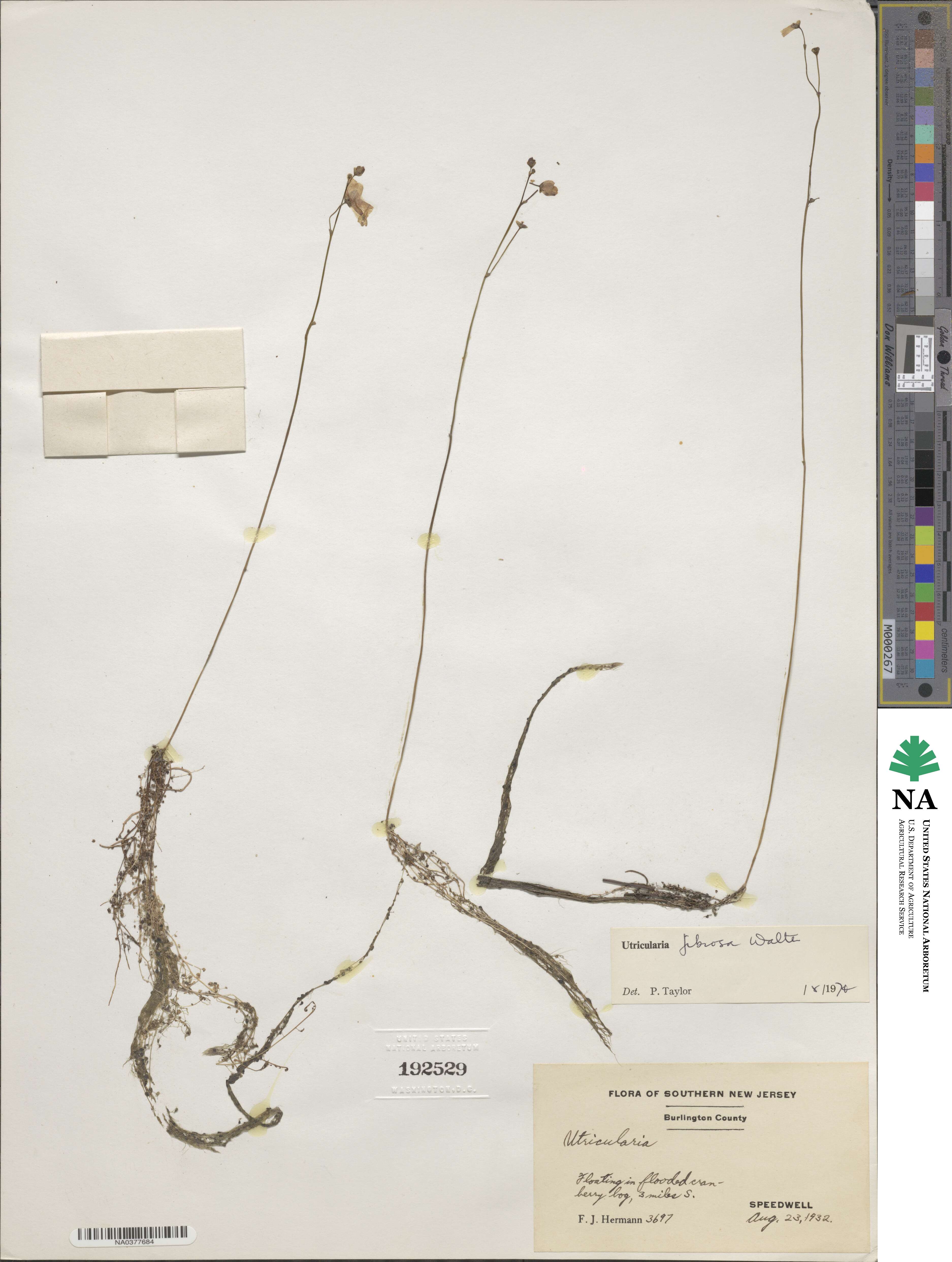 Utricularia gibba image