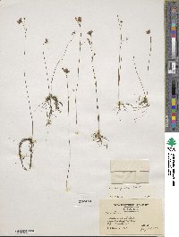 Utricularia gibba image