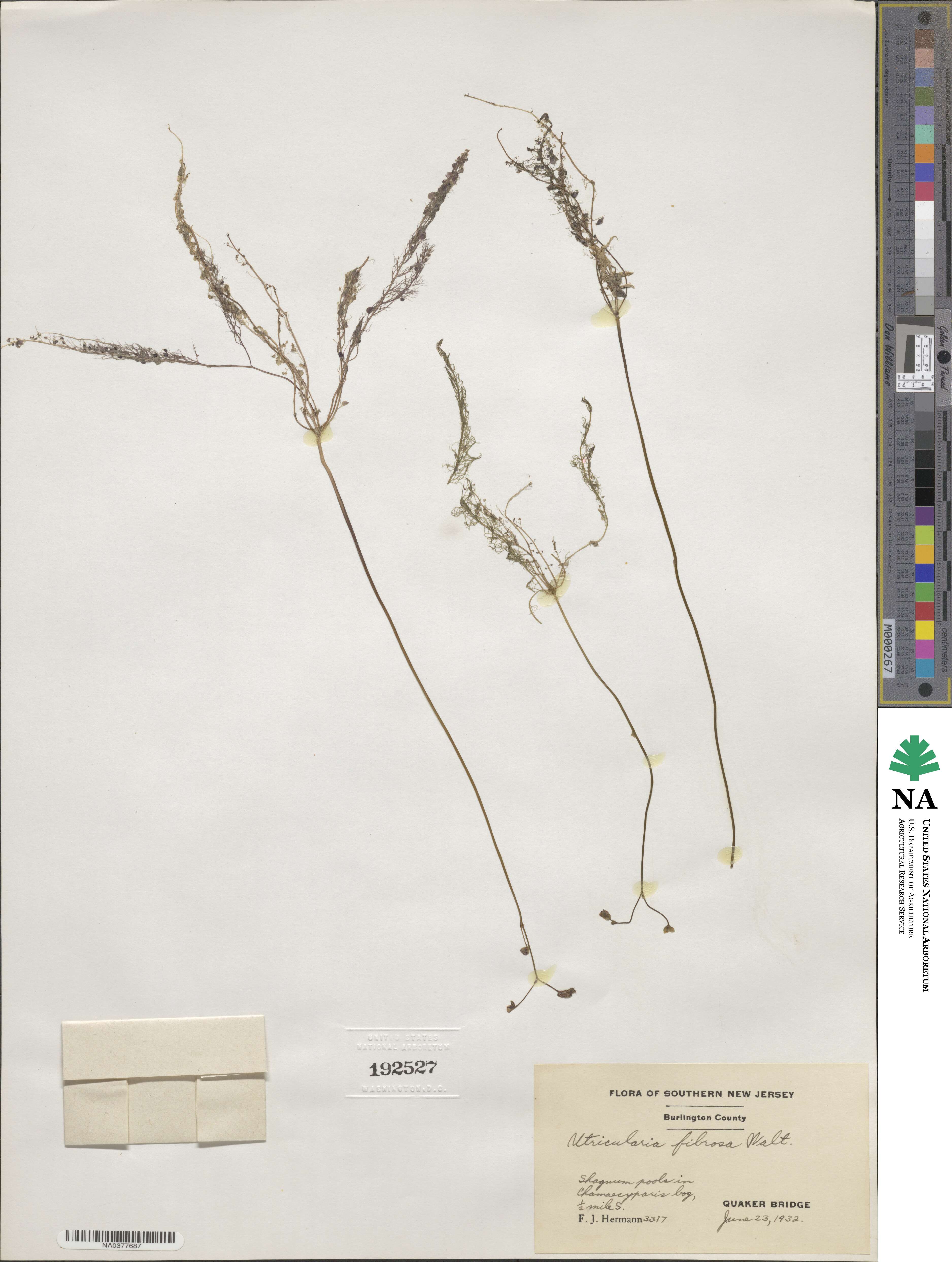 Utricularia gibba image