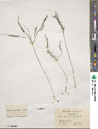 Utricularia gibba image