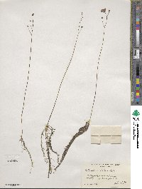 Utricularia gibba image