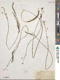 Utricularia gibba image