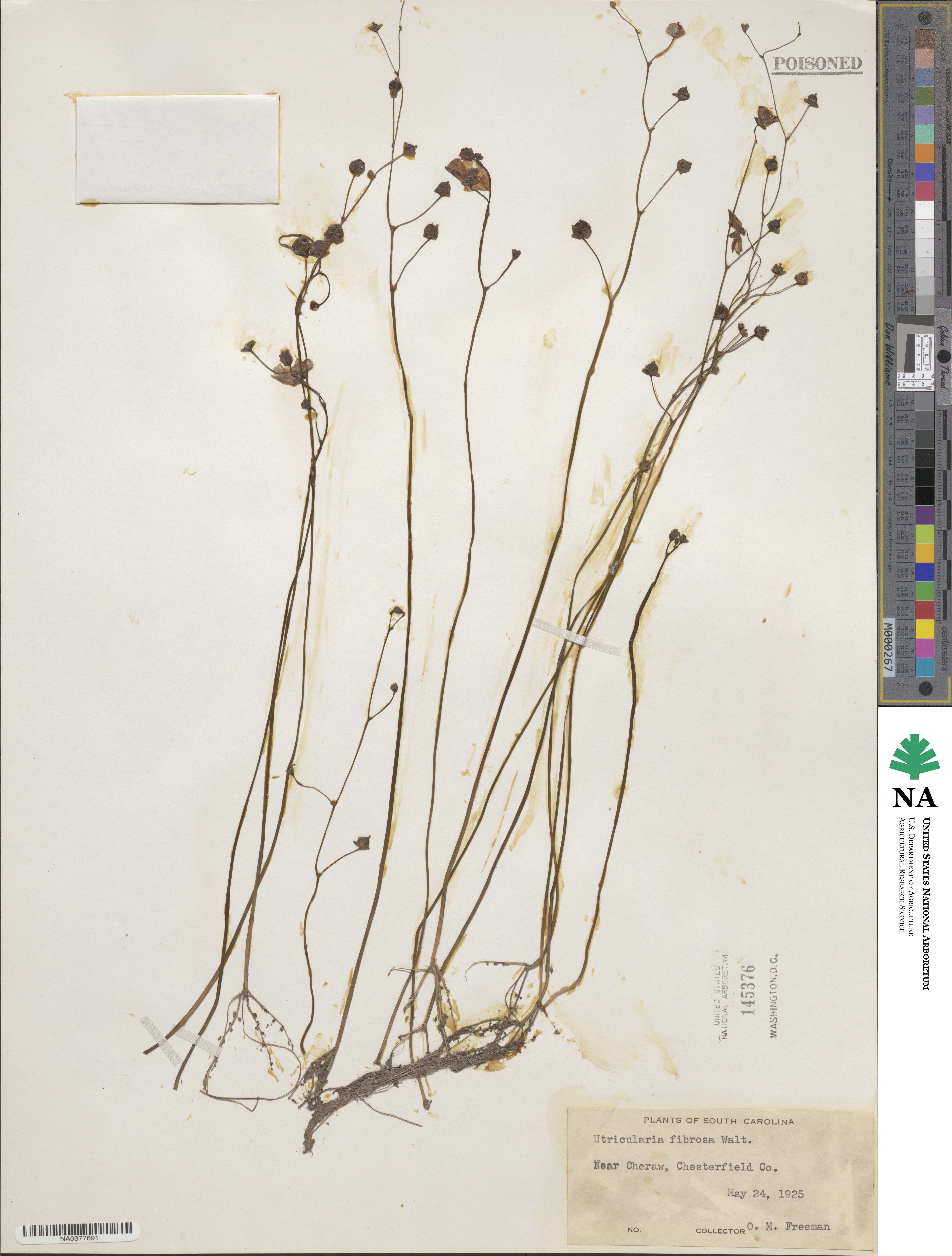 Utricularia gibba image