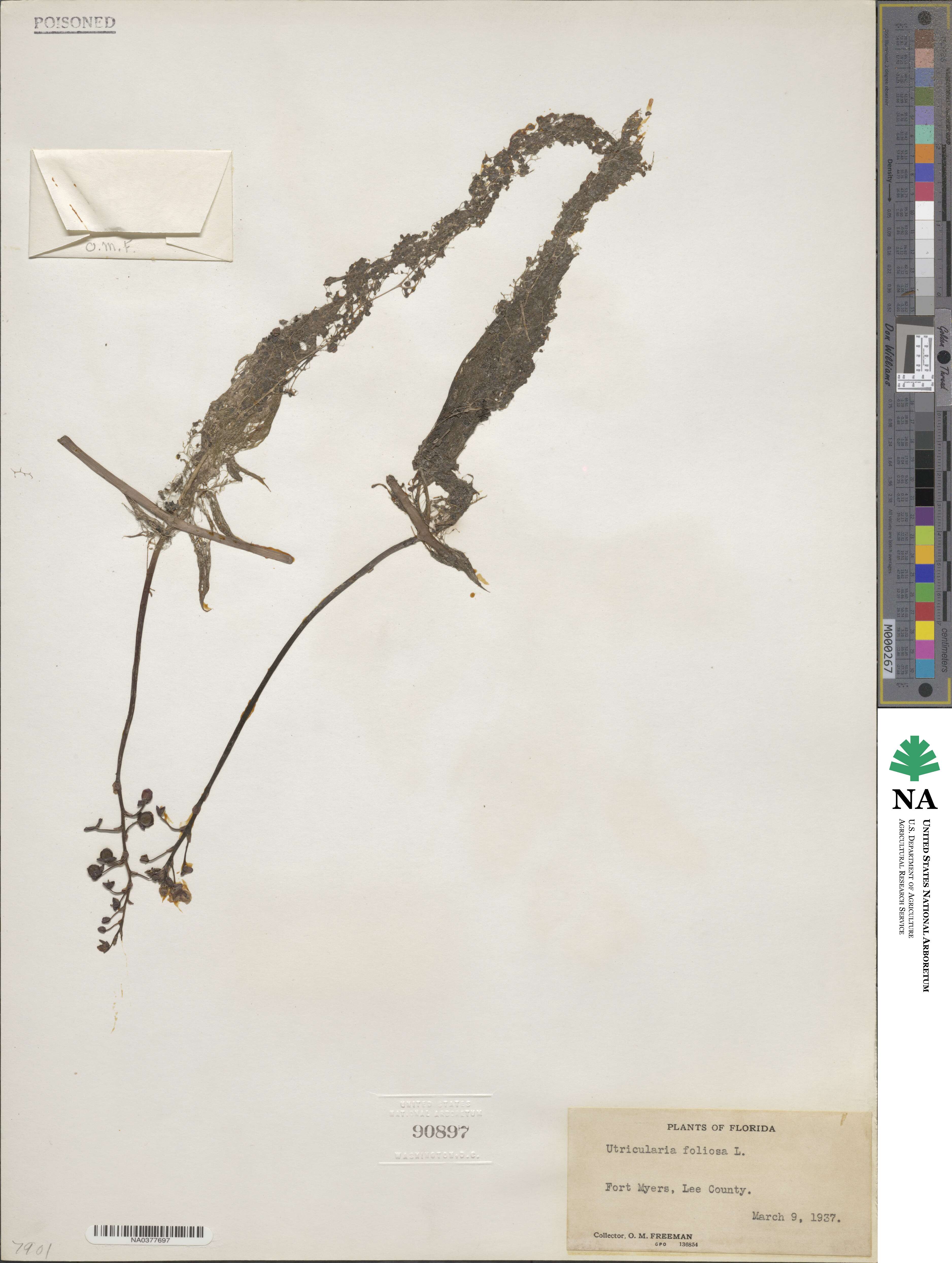 Utricularia foliosa image