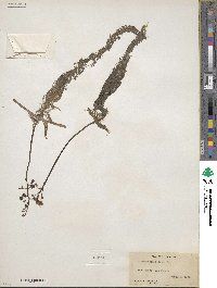 Utricularia foliosa image